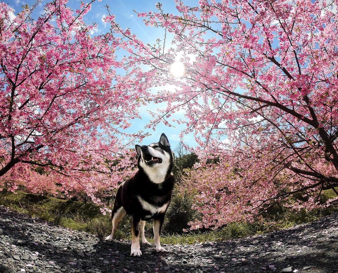 GoProさんのインスタグラム写真 - (GoProInstagram)「早咲き桜を見つけた @black_red_jp + ねね の一枚 🐶 今年も豪華な賞品をゲットできる春・旅がテーマの #GoProTravelJapan チャレンジがやってくる。 #GoPro を持って出かけて桜やトラベルコンテンツを今のうちにゲットしておこう！👍 乞うご期待！ ・ ・ ・ #GoProJP #GoProのある旅 #GoProDog #GoPro犬 #桜 #柴犬 #黒柴 #犬 #旅行 #Shiba #ShibaDog #BlackShiba #Sakura #CherryBlossom #TravelJapan」3月26日 18時37分 - goprojp