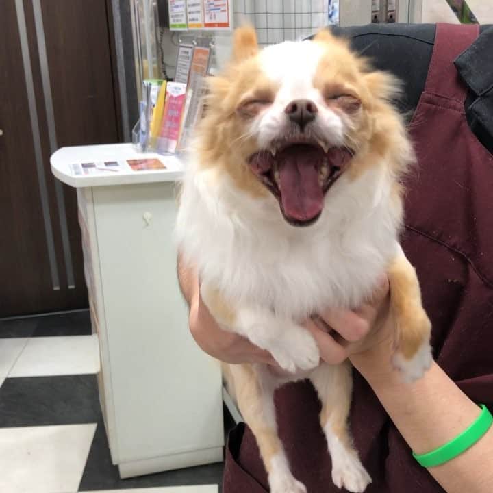 のインスタグラム：「やっとお迎えに来たでしゅー🐶 遅いでしゅー！！ ・ ・ ・ #トリミング後」