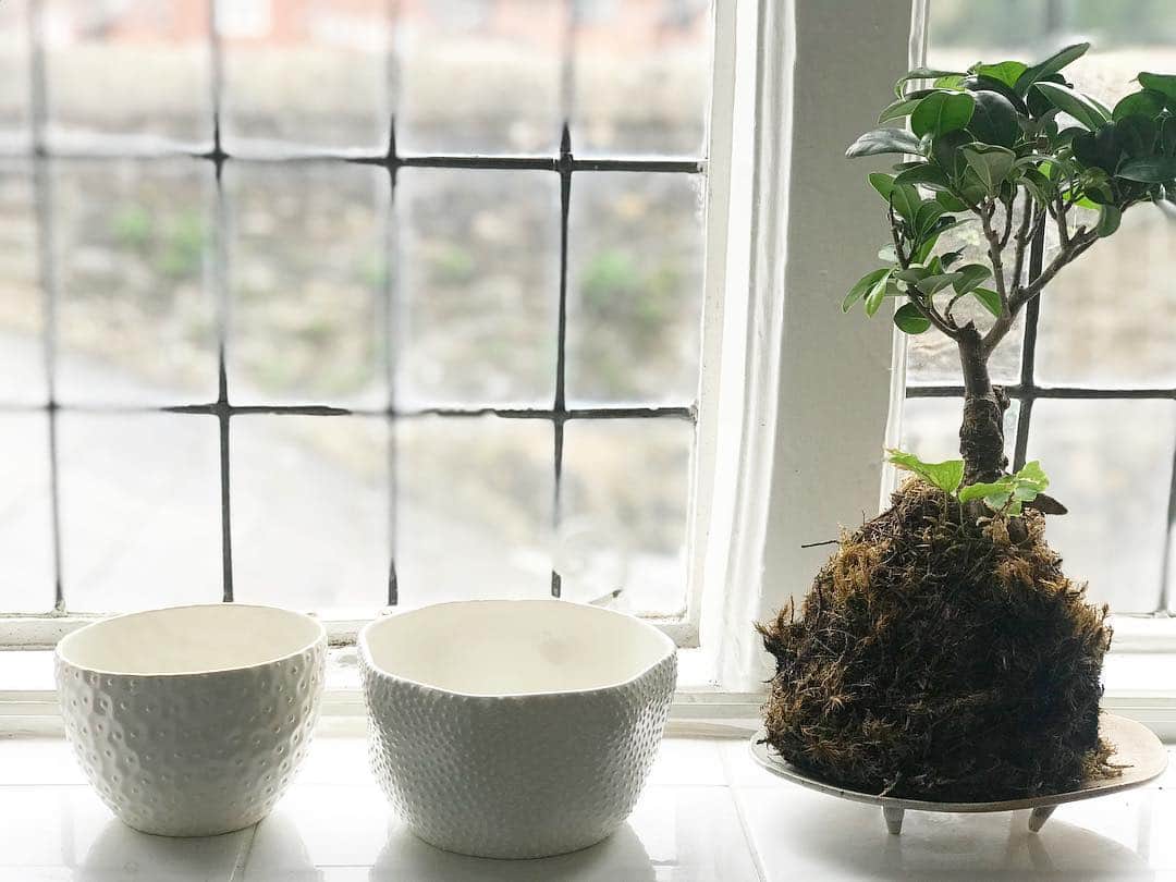 のインスタグラム：「Ceramic bowls by @ikukoikik 私がまだ大学生の頃からずっと一貫したドットスタイルのいくこちゃんの作品。植物と並べると有機的にも見える🦖#ceramics #bowl #plants #greenery #home #kitchen #ikukoiwamoto」
