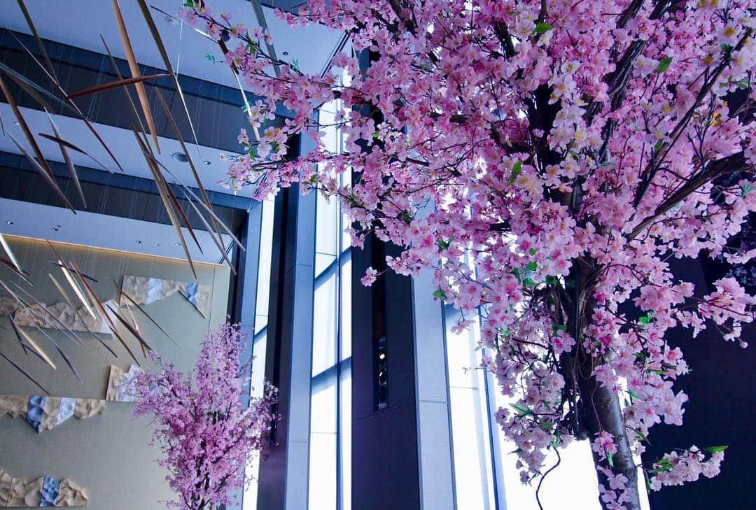 Table 9 TOKYO のインスタグラム：「ランチタイムに過ごすホテルのお花見はいかがでしょうか🌸﻿ ぜひ桜の写真に#table9tokyo のタグを付けてご投稿ください♪  @table9tokyo  @shinagawaprincehotel  #桜#お花見#cherryblossom ﻿ —————————————————﻿ #tokyo#japan#品川プリンスホテル#接待#グルメ#品川#shinagawa##ホテル#グルメ女子#food#life#旅行#travel#ウェディング#食事会#顔合せ#バー#bar#結婚式らしくない結婚式」