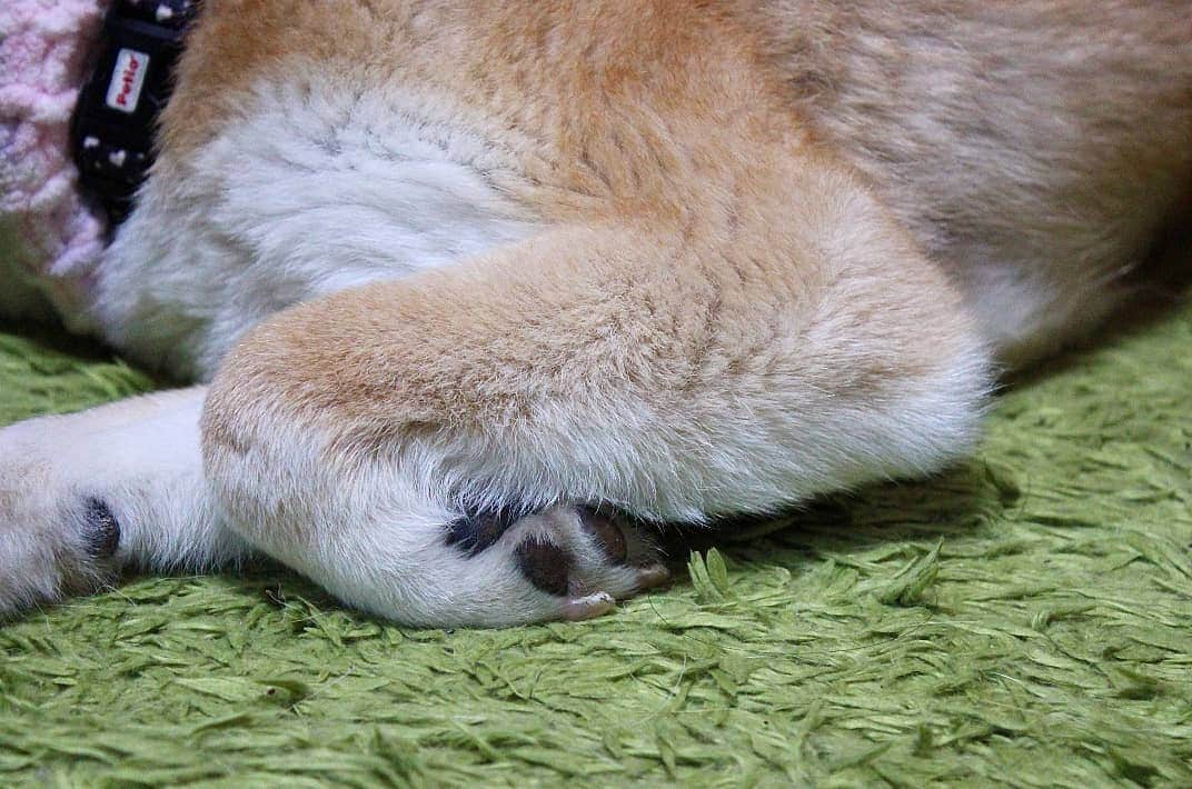 柴犬たま Shibainu Tamaさんのインスタグラム写真 - (柴犬たま Shibainu TamaInstagram)「今夜は手羽先じゃー‼ * Caption trans🇬🇧 Let's make chicken wing for dinner for today‼ * #たま家族 #柴犬ミケ #一眼レフ #一眼レフカメラ #手羽先 #柴犬 #shiba #shibainu #shibastagram #犬 #dog」3月26日 19時04分 - tama7653