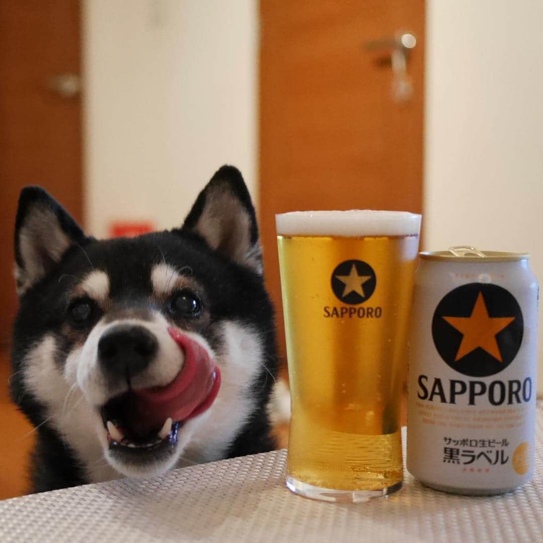 のインスタグラム：「本日もお疲れちゃんでした🍺 #目線の先にはおやつ #お疲れちゃんビール #サッポロ黒ラベル #サッポロ生ビール黒ラベル #黒ラベル #サッポロビール #sapporobeer #lovebeer #⭐︎SAPPORO #黒柴 #柴犬 #和犬 #日本犬 #晩酌犬 #座敷犬 #癒し犬 #犬のいる暮らし #犬のいる生活 #わんこと一緒 #わんこのいる暮らし #柴犬のいる暮らし #柴犬の癒し #柴犬と一緒 #わんこのいる生活 #ふわもこ部 #わんだフォ #わんだふるjapan #ぺろりすと #ペロリスト」