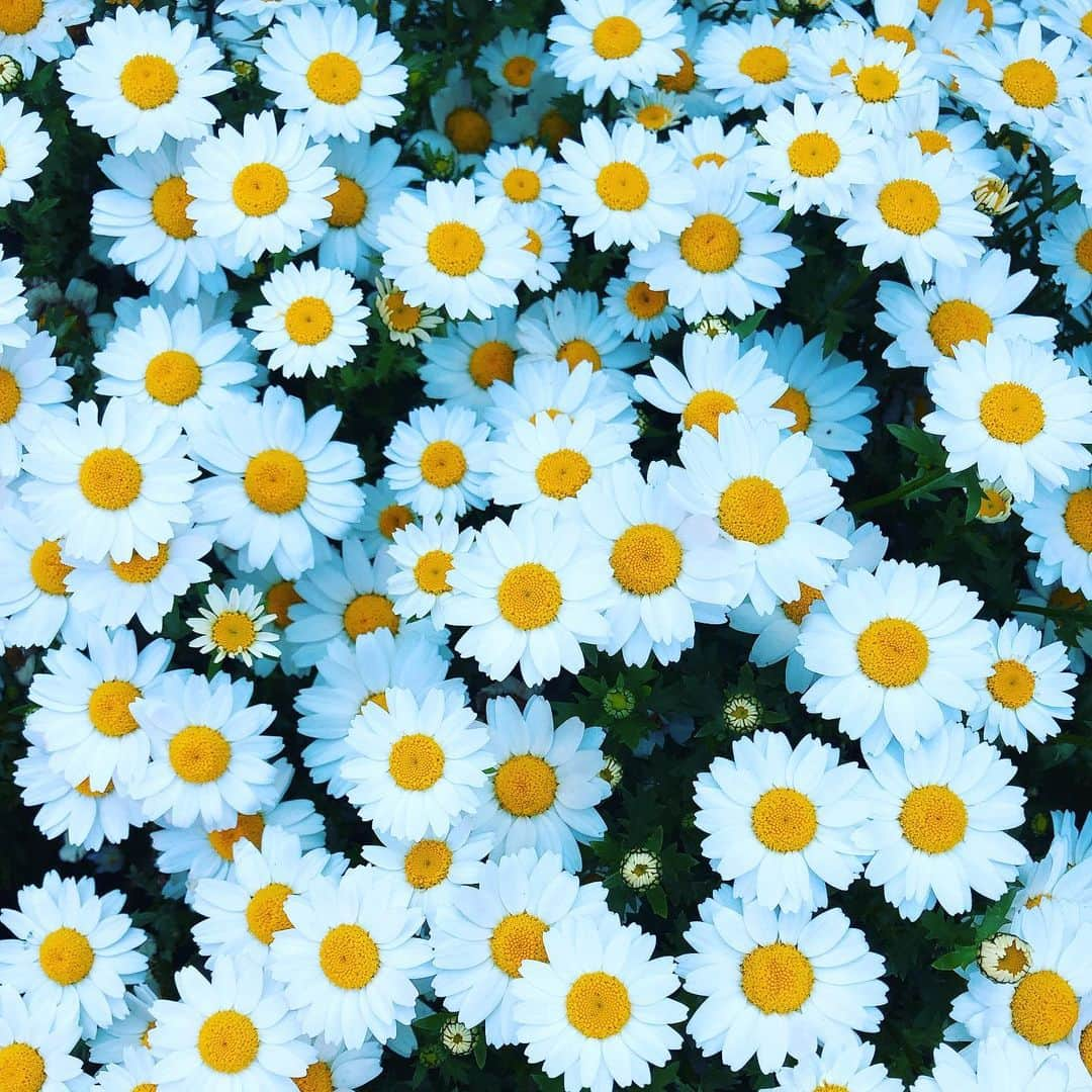 平野ノラさんのインスタグラム写真 - (平野ノラInstagram)「🌼🌼🌼🌼🌼🌼🌼🌼🌼🌼🌼🌼🌼🌼🌼🌼🌼🌼🌼🌼 #静岡にて #始動 #平野ノラ #okバブリー」3月26日 19時06分 - noranoranora1988