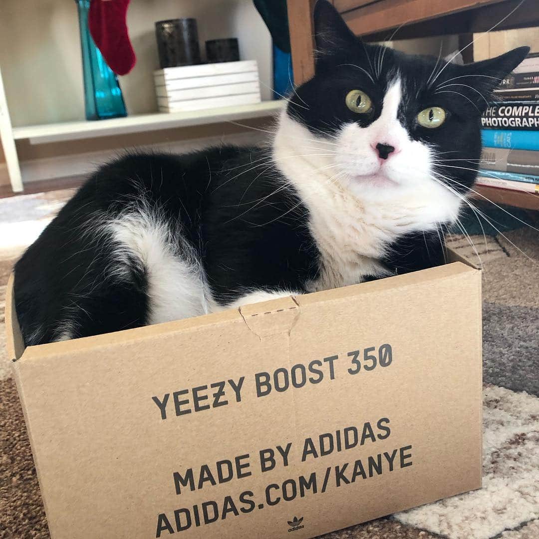 Tuxedo Cat Brosのインスタグラム：「This funny man is 5 years old today! Happy birthday, Hugo! ❤️🧡💛💚💙#everybodyloveshugo #notasmanylovekanye」