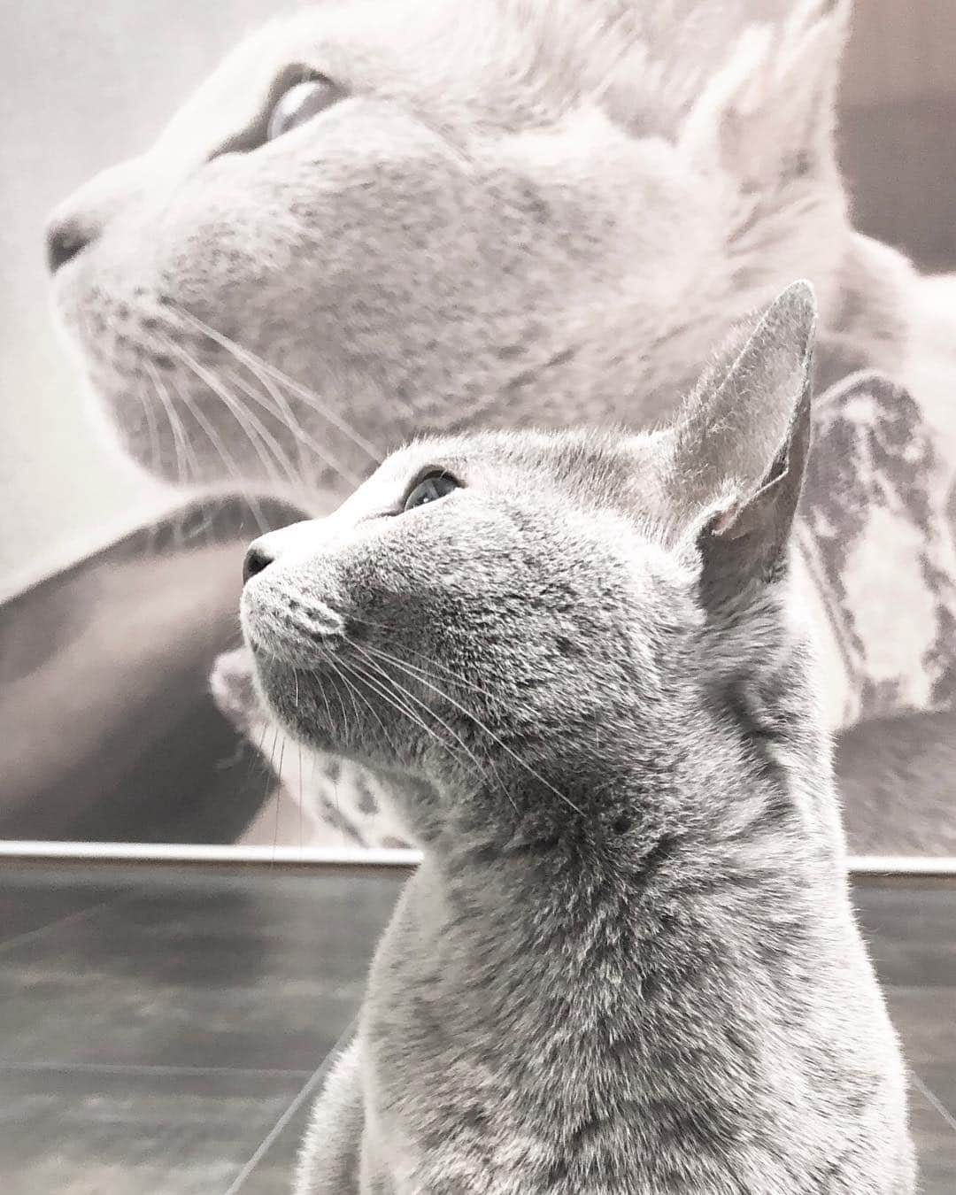 I love Russianblueさんのインスタグラム写真 - (I love RussianblueInstagram)「同じ角度に撮れてるにゃ😸👍 ・ ・ ・ #Russianblue #sundayfunday #katze #catsofinstagram #catoftheday #cutecat #catlover #kitty #ねこ#ilovemycat #cute #猫 #gato #러시안블루 #topcatphoto #animalvideo #catvideo #kitten  #instacat #meow #cats #cats_of_Instagram  #ふわもこ部  #9gag #weeklyfluff #catloversworld #dailyfluff #고양이  #냥스타그램 #ロシアンブルー @Instagram @cats_of_Instagram」3月26日 19時17分 - teruchan0823