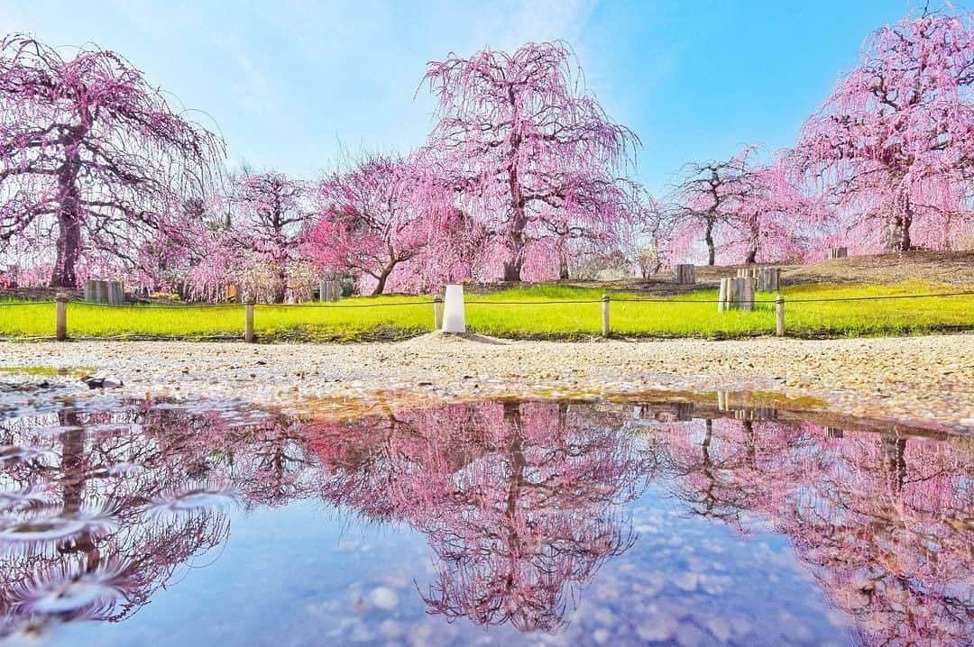 花の写真館のインスタグラム：「Photo by @stickybug511.⠀ https://instagram.com/stickybug511/⠀ .⠀ Original Post[投稿頂いたURL]⠀ https://www.instagram.com/p/BvKolJPlZ2S/⠀ .⠀ 本アカウントは、 #私の花の写真 をつけてInstagramに投稿された皆さまの花の写真や、「花の写真館」Facebookページで投稿された花の写真を紹介します。⠀ 「花の写真館」Facebookページは、「 @floral.photograph 」のプロフィールにあるURLからご覧ください。⠀ .⠀ #花の写真館 #floralphotograph #floralphoto #flower #flowers #富士フイルム #FUJIFILM⠀ Follow: @floral.photograph」