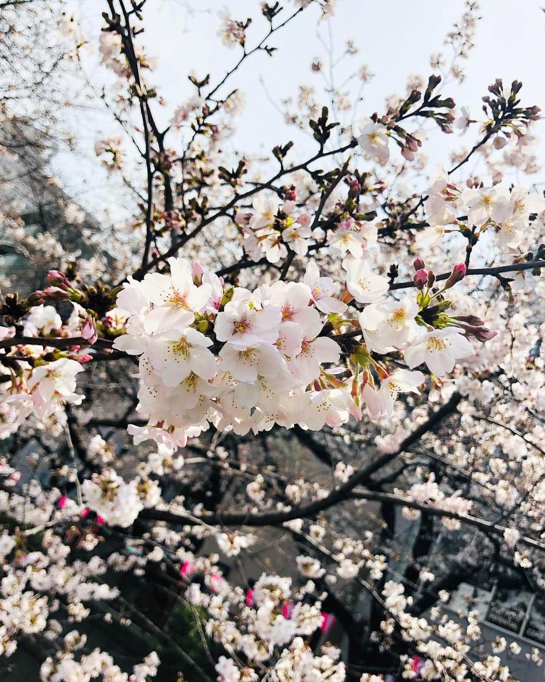 楪望さんのインスタグラム写真 - (楪望Instagram)「🌸桜の季節が到来🌸 優しいピンクで彩られた、春色の風景に癒されてきました☺️🍡✨ * 今年の春も桜中継で目黒川沿いへ📺🎥🌸🌸🌸 お仕事で桜を愛でることができるなんて、幸せすぎます💓 * 東京の桜は今週半ば〜今週末が見頃なんだとか🐈✨ * 平成最後のお花見🌸 皆さんはどのように過ごされますか？✨╰(*´︶`*)╯✨ * #目黒川 #桜 #四分咲き #場所によっては五分咲き以上 #春色 #ソメイヨシノ #平成最後 #生中継 #取材 #abemanews #けやきヒルズ #cherryblossom #sakura #中目黒 #spring #📺 #🎥 #お花見したい #🌸」3月26日 10時54分 - nozomi_yuzuriha_official