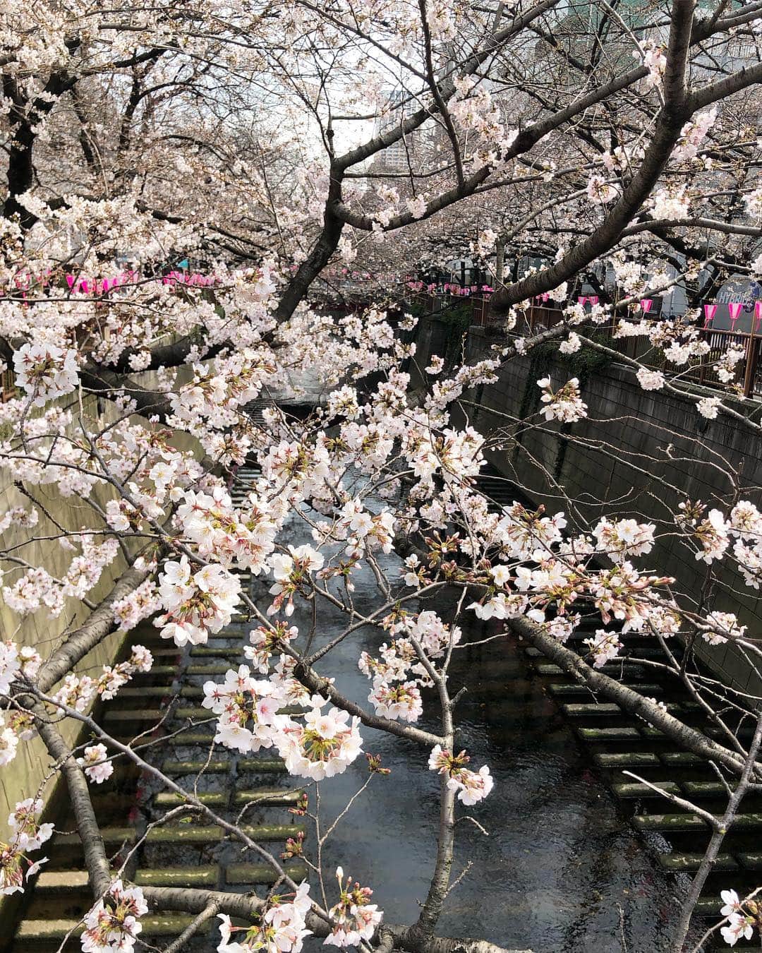 楪望さんのインスタグラム写真 - (楪望Instagram)「🌸桜の季節が到来🌸 優しいピンクで彩られた、春色の風景に癒されてきました☺️🍡✨ * 今年の春も桜中継で目黒川沿いへ📺🎥🌸🌸🌸 お仕事で桜を愛でることができるなんて、幸せすぎます💓 * 東京の桜は今週半ば〜今週末が見頃なんだとか🐈✨ * 平成最後のお花見🌸 皆さんはどのように過ごされますか？✨╰(*´︶`*)╯✨ * #目黒川 #桜 #四分咲き #場所によっては五分咲き以上 #春色 #ソメイヨシノ #平成最後 #生中継 #取材 #abemanews #けやきヒルズ #cherryblossom #sakura #中目黒 #spring #📺 #🎥 #お花見したい #🌸」3月26日 10時54分 - nozomi_yuzuriha_official