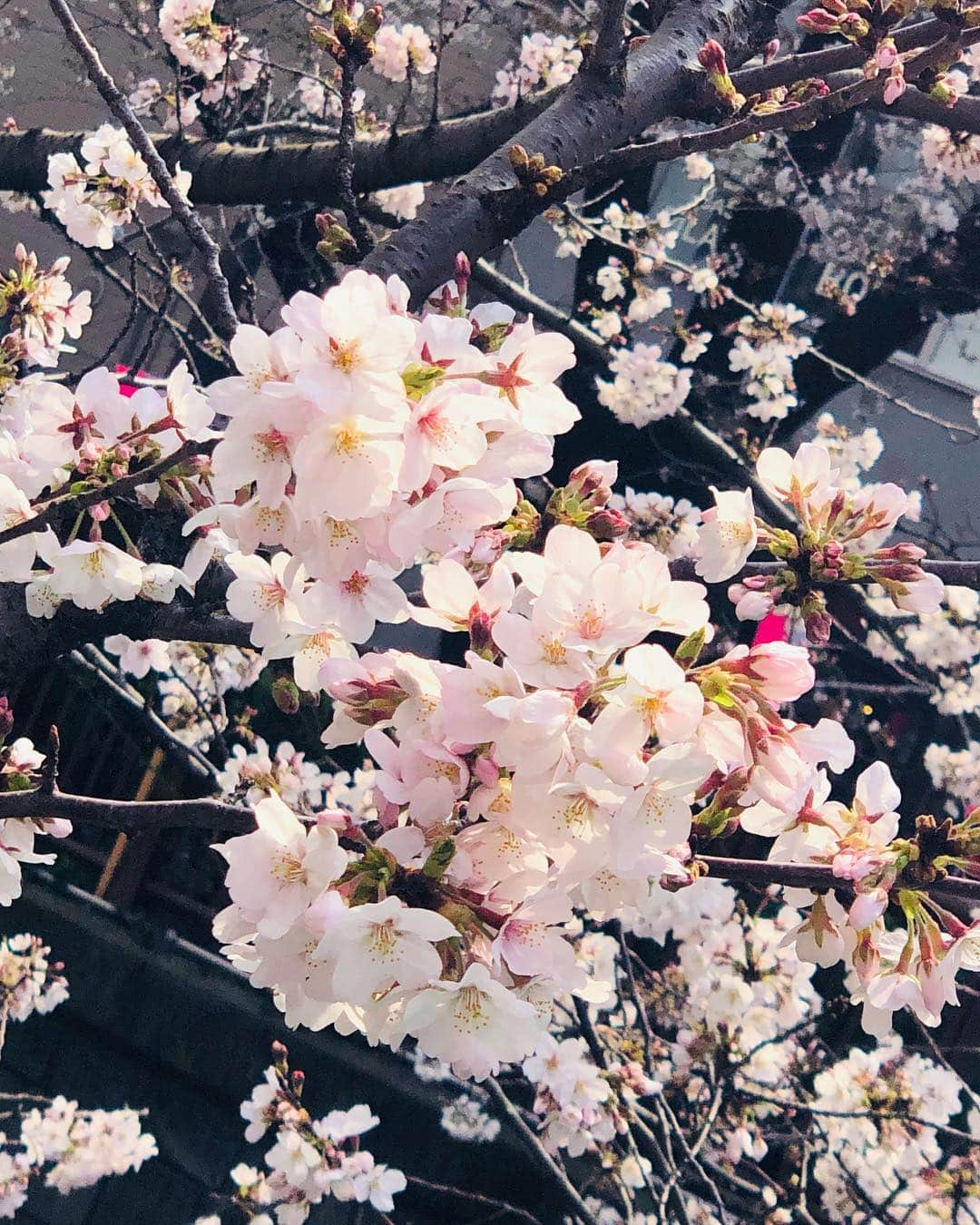 楪望さんのインスタグラム写真 - (楪望Instagram)「🌸桜の季節が到来🌸 優しいピンクで彩られた、春色の風景に癒されてきました☺️🍡✨ * 今年の春も桜中継で目黒川沿いへ📺🎥🌸🌸🌸 お仕事で桜を愛でることができるなんて、幸せすぎます💓 * 東京の桜は今週半ば〜今週末が見頃なんだとか🐈✨ * 平成最後のお花見🌸 皆さんはどのように過ごされますか？✨╰(*´︶`*)╯✨ * #目黒川 #桜 #四分咲き #場所によっては五分咲き以上 #春色 #ソメイヨシノ #平成最後 #生中継 #取材 #abemanews #けやきヒルズ #cherryblossom #sakura #中目黒 #spring #📺 #🎥 #お花見したい #🌸」3月26日 10時54分 - nozomi_yuzuriha_official