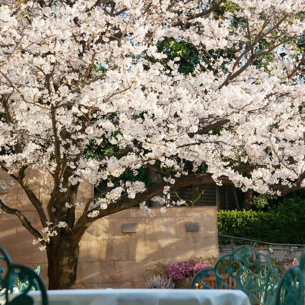 オズモールレストランさんのインスタグラム写真 - (オズモールレストランInstagram)「・ こんにちは！スタッフMです🌟 ついに桜が開花しましたね🌸！ だんだん暖かくなってきて、社内でもくしゃみをしている 人がちらほら… 室内でもお花見したい！なんて思っていませんか？ ・ 恵比寿にある「Q.E.D.CLUB」の日本庭園には 大きなソメイヨシノが！！ 室内の大きな窓から見る風景はまるで絵画のようです🖼 春を意識した鮮やかな料理をいただきながら 贅沢なお花見はいかがでしょうか🥰🥰 ・ ・ 詳しくは「店名 オズモール」で検索 またはプロフィールURLより @ozmall_restaurant  #ozmall #オズモール #レストラン #グルメ #フレンチ #french #桜 #sakura #春 #spring #お花見 #キューイーディークラブ #qedclub #ebisu #恵比寿」3月26日 10時50分 - ozmall_restaurant