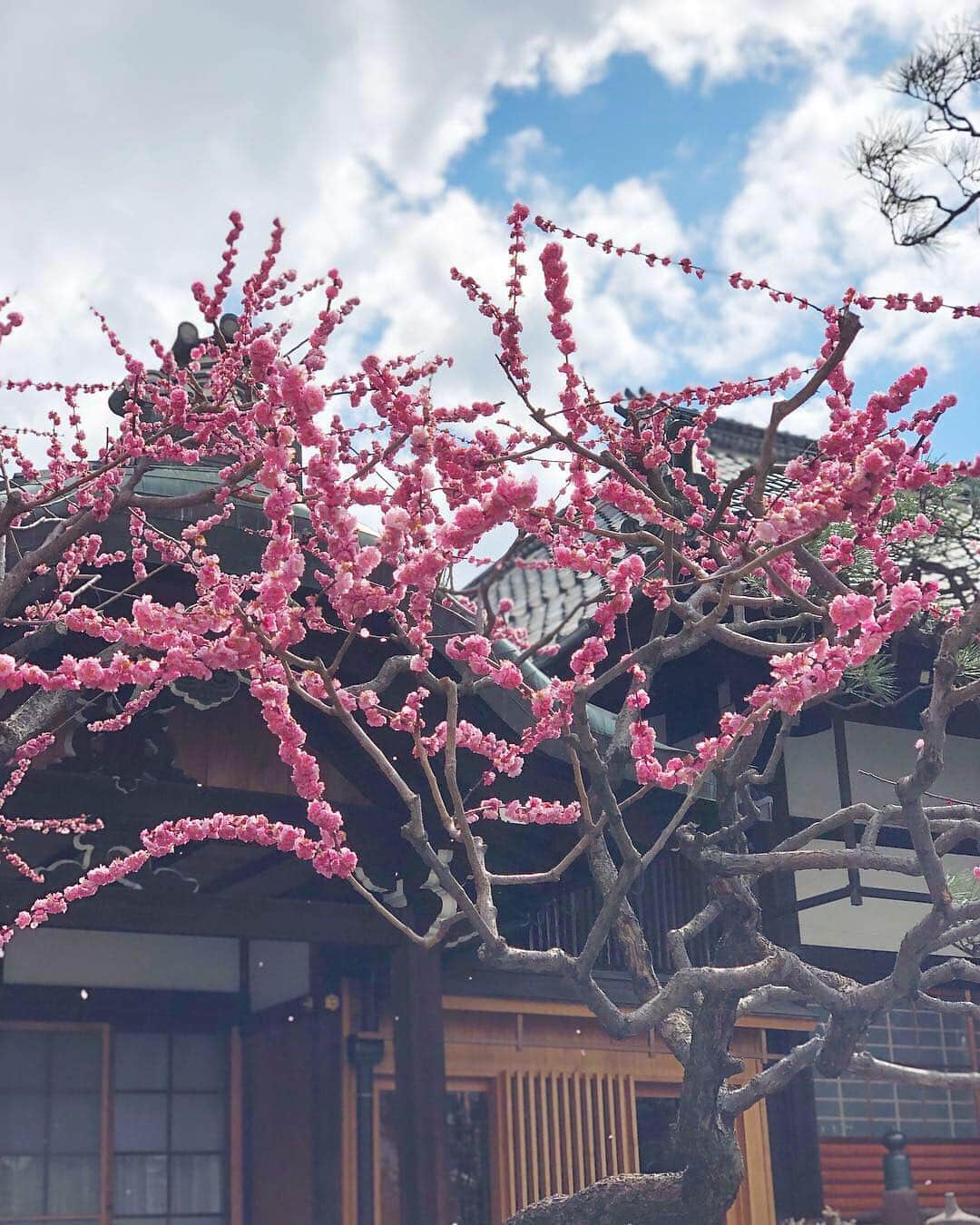 小山田早織さんのインスタグラム写真 - (小山田早織Instagram)「先日の大阪出張の夜は﻿﻿﻿ 京都にて一泊🍵💭﻿ ﻿ 今回は母とベビさんとコタちゃん付きの﻿﻿﻿ それはそれは賑やかな出張でした💫﻿﻿﻿ ﻿ ﻿ 先日ストーリーにてご紹介してたくさんメッセージを頂いた抱っこ紐はニューボバエアーです🙆‍♂️﻿ ﻿ 仲良しのお友達がおすすめしてくれて買ってみたらとっても軽くて移動が多い時に本当に便利です✨✨なによりご本人が乗りやすいご様子👶🏻﻿（😴） ﻿ 黒のエルゴを持っているのでこちらはグレーをGETしました🌟﻿ ﻿﻿﻿ ﻿﻿ #coat...#thenorthface ﻿ #denim...#acnestudios ﻿ #shoes...#nike﻿﻿ #cap...#agnesb ﻿﻿﻿ ﻿﻿﻿ ﻿ 桜の季節には届きませんでしたが﻿﻿﻿ お散歩しながら写真を撮ったり﻿﻿﻿ ゆったりと楽しみました🚶‍♂️🌸⛩✨﻿﻿﻿ ﻿﻿﻿ ﻿﻿﻿ 来年は満開の時期にまたゆっくり訪れたいです🌸﻿ ﻿﻿ ﻿﻿ ﻿ ﻿﻿﻿ #週末京都旅﻿﻿﻿ #休日」3月26日 11時06分 - saorioyamada