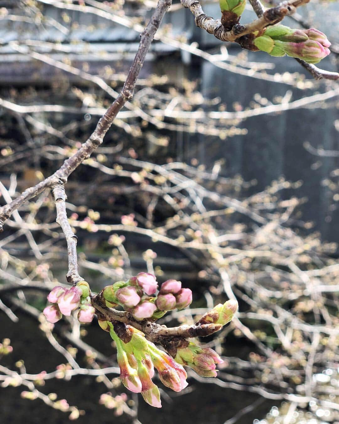 小山田早織さんのインスタグラム写真 - (小山田早織Instagram)「先日の大阪出張の夜は﻿﻿﻿ 京都にて一泊🍵💭﻿ ﻿ 今回は母とベビさんとコタちゃん付きの﻿﻿﻿ それはそれは賑やかな出張でした💫﻿﻿﻿ ﻿ ﻿ 先日ストーリーにてご紹介してたくさんメッセージを頂いた抱っこ紐はニューボバエアーです🙆‍♂️﻿ ﻿ 仲良しのお友達がおすすめしてくれて買ってみたらとっても軽くて移動が多い時に本当に便利です✨✨なによりご本人が乗りやすいご様子👶🏻﻿（😴） ﻿ 黒のエルゴを持っているのでこちらはグレーをGETしました🌟﻿ ﻿﻿﻿ ﻿﻿ #coat...#thenorthface ﻿ #denim...#acnestudios ﻿ #shoes...#nike﻿﻿ #cap...#agnesb ﻿﻿﻿ ﻿﻿﻿ ﻿ 桜の季節には届きませんでしたが﻿﻿﻿ お散歩しながら写真を撮ったり﻿﻿﻿ ゆったりと楽しみました🚶‍♂️🌸⛩✨﻿﻿﻿ ﻿﻿﻿ ﻿﻿﻿ 来年は満開の時期にまたゆっくり訪れたいです🌸﻿ ﻿﻿ ﻿﻿ ﻿ ﻿﻿﻿ #週末京都旅﻿﻿﻿ #休日」3月26日 11時06分 - saorioyamada