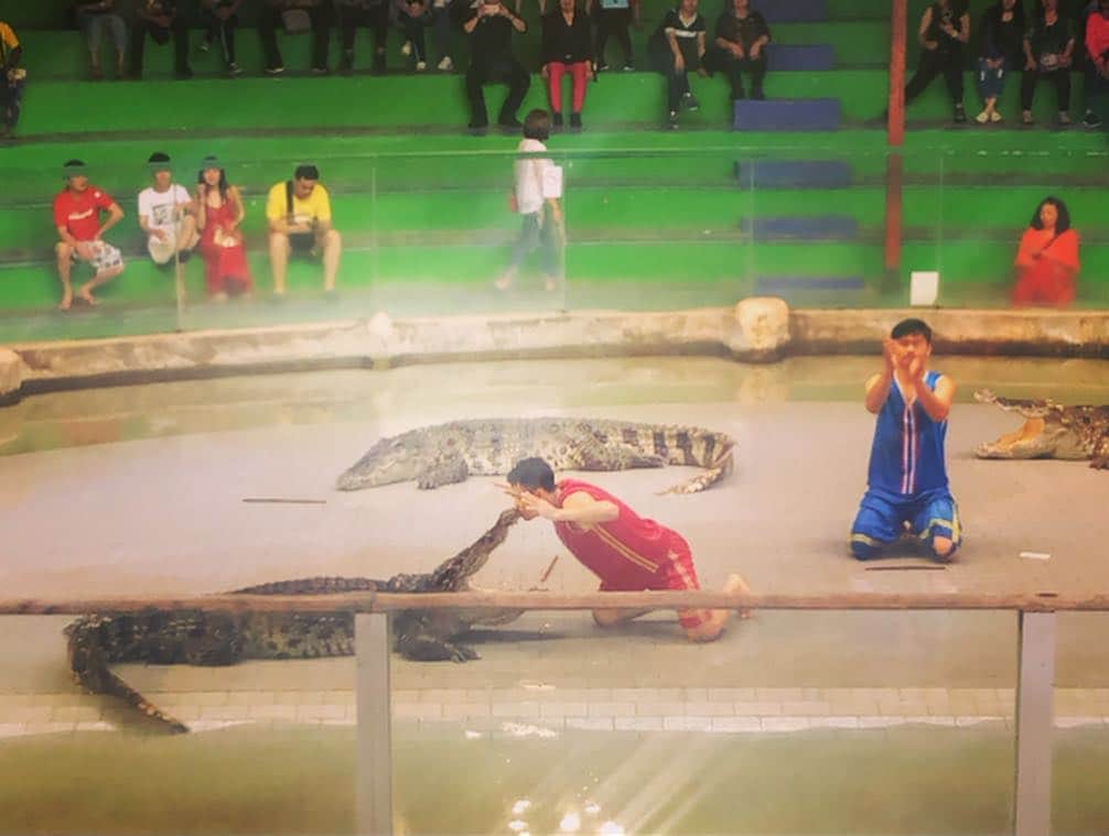 森本さやかさんのインスタグラム写真 - (森本さやかInstagram)「🐘🐅 虎の迫力が凄くて大興奮 #tigerzoo  #pataya  #thailand  #tigers #elephant #crocodile  ショーもたくさん見れて凄く楽しかった🥺🤣 #タイガーズー 🐅❤︎🐘❤︎ #ゾウさんショー  #トラショー  #ワニショー  #また行きたい 🐯」3月26日 11時17分 - sayakamorimoto1011