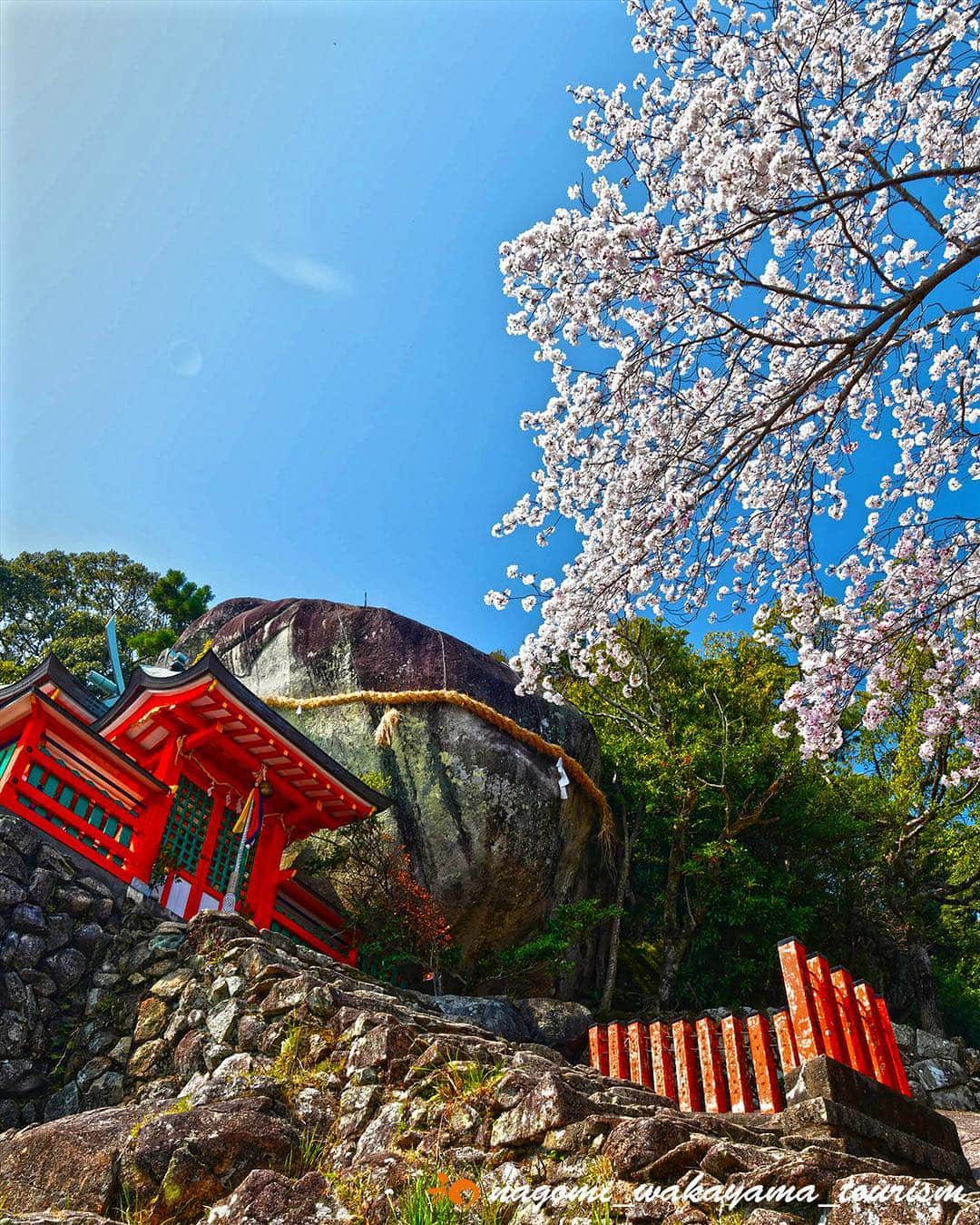 和みわかやまさんのインスタグラム写真 - (和みわかやまInstagram)「そろそろ桜🌸の季節ですね✨県内では4月上旬ごろが見頃ですよ‼️是非県内たくさんある桜🌸を見に来てくださいね🚗写真は、新宮市にある神倉神社⛩です✨ #nagomi_wakayama #wakayama #insta_wakayama #visitwakayama #新宮市 #新宮 #桜 #さくら #季節 #神倉神社 #sakura #和歌山県 #おすすめ #ソメイヨシノ #ヤマザクラ #石段街 #和歌山 #神社 #神社巡り #神社好きな人と繋がりたい #4月 #cherryblossom #japanese #japantrip #是非 #素敵 #観光 #観光地 #紀南 #さくら」3月26日 11時25分 - nagomi_wakayama_tourism