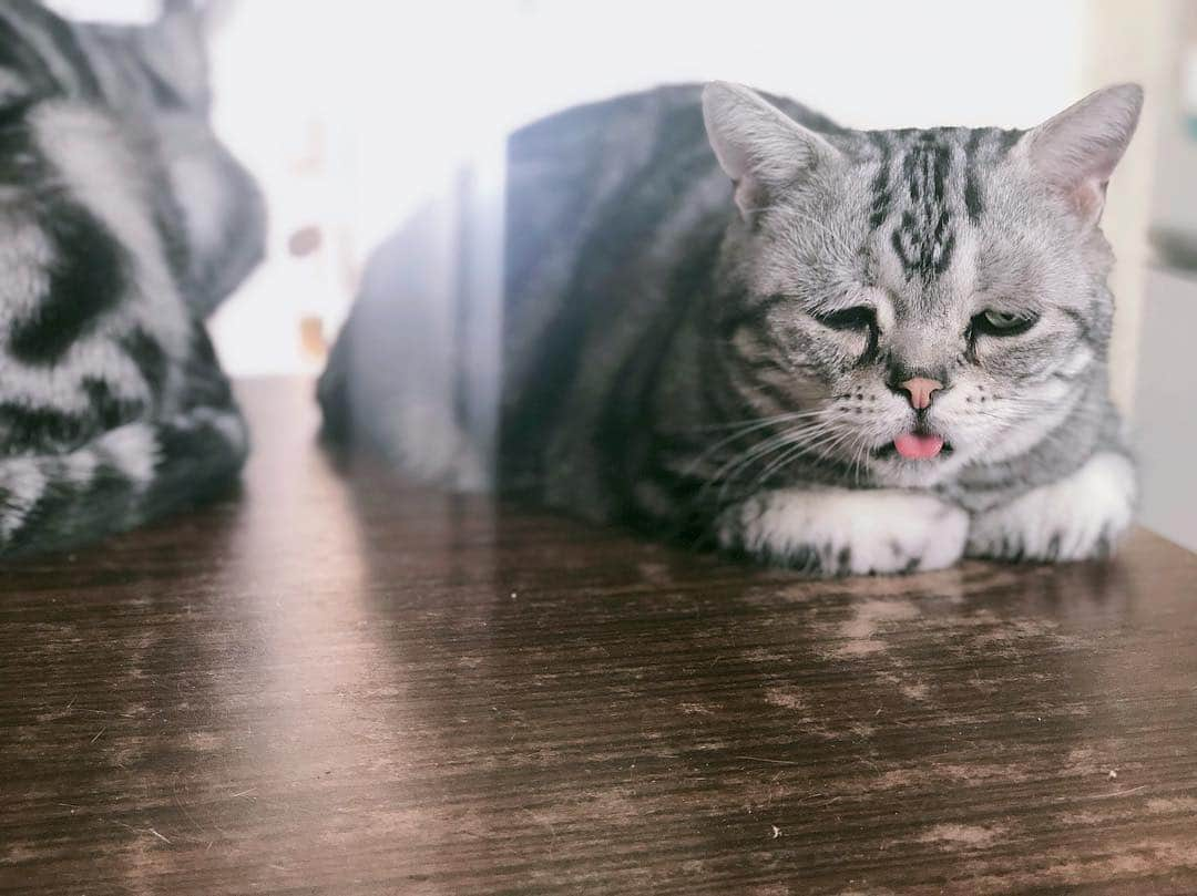 ルフさんのインスタグラム写真 - (ルフInstagram)「#luhu:"recently mom take care of my brother #bardie more than me,does she still love me 😞 ??" - - #cats #cute #angels #adorable #sadcat #catoftheday #lovely」3月26日 11時41分 - lanlan731