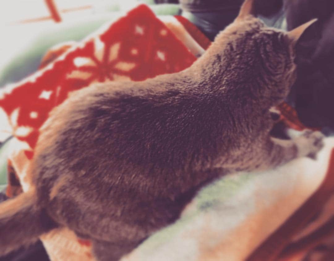 チキン南蛮カレーのルウ王子のグルメインスタ