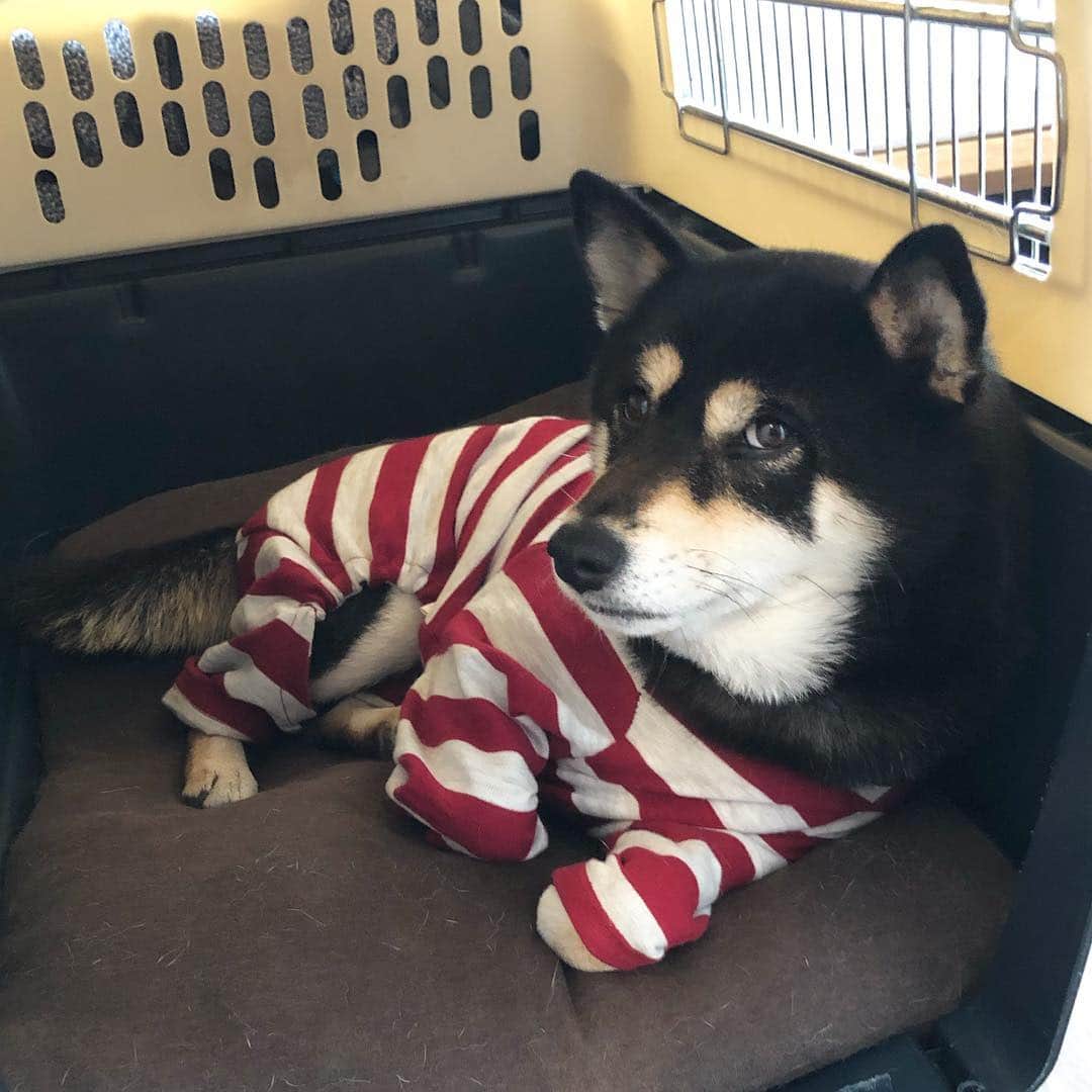 vo_coのインスタグラム：「🐶 「あー、あたしシャバよりも檻の中の方が落ち着く〜」 シャバに連れ出してもすぐに塀の中に戻ろうとする模範囚です * #脱獄柴 改め #収監柴 #シャバの空気よりクサイ飯 #shibastagram #instashiba #shiba #shibainu #黒柴 #柴犬」
