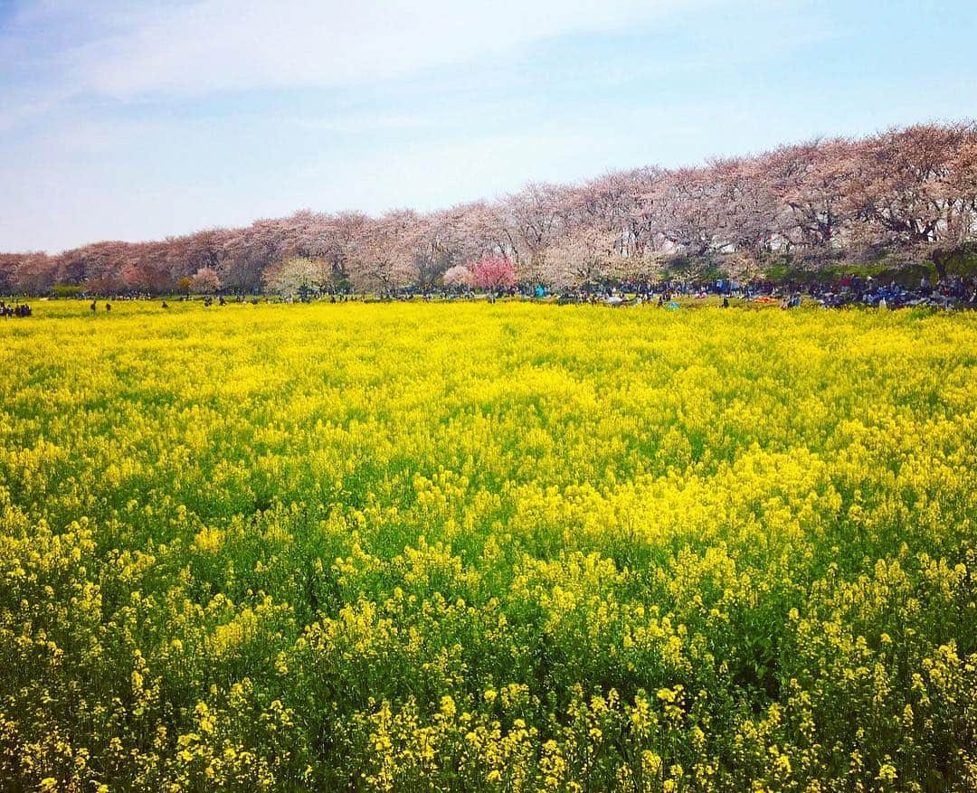 旅行比較サイト・トラベルコ 理想の旅を、いちばん安く。のインスタグラム：「この時期になると桜の開花・満開予想に胸を躍らせ、お花見に向けて天気予報のチェックが欠かせない( ..)φ…なんて方も多いのでは？ * 今回は、埼玉県 #幸手 にある #権現堂 から春の絶景をお届けします（撮影：2017年4月初旬）。桜と菜の花の見事なコラボレーションが楽しめる #権現堂 桜堤は映画やドラマの撮影地としても使われるなど、埼玉が誇る観光名所のひとつなんです🌸 * 美しい絨毯のように菜の花が植わっている一面には散策道もあり、記念撮影も楽しめます🧚🏻‍♀️ * 東京駅から約1時間半と、首都圏からのアクセスも◎。桜まつり期間中は最寄りの幸手駅から臨時バスも運行予定（土日のみ）だそうです。かなりの人出が予想されるので、時間に余裕をもってお出かけくださいね♪ * 2019年「第89回 幸手桜まつり」：3/25(月)～4/9(火) * * * あなたが訪れた旅先での写真に《 @travelko_chan 》《 #トラベルコ 》《 #travelko 》とタグ付けして投稿してみてください！こちらのアカウントで紹介させていただくかもしれません♪ * * * #埼玉 #saitama #幸手 #権現堂 #桜 #菜の花 #sakura #flower #絶景 #国内旅行 #travel #trip #japantrip #japantravel #sightseeing #フォトジェニック #旅行好きな人と繋がりたい #写真好きな人と繋がりたい #女子旅 #一人旅 #カメラ女子 #カメラ男子 #photooftheday #instatravel #travelgram #instagood #instaphoto #travelko #トラベルコ #トラベルコちゃん」