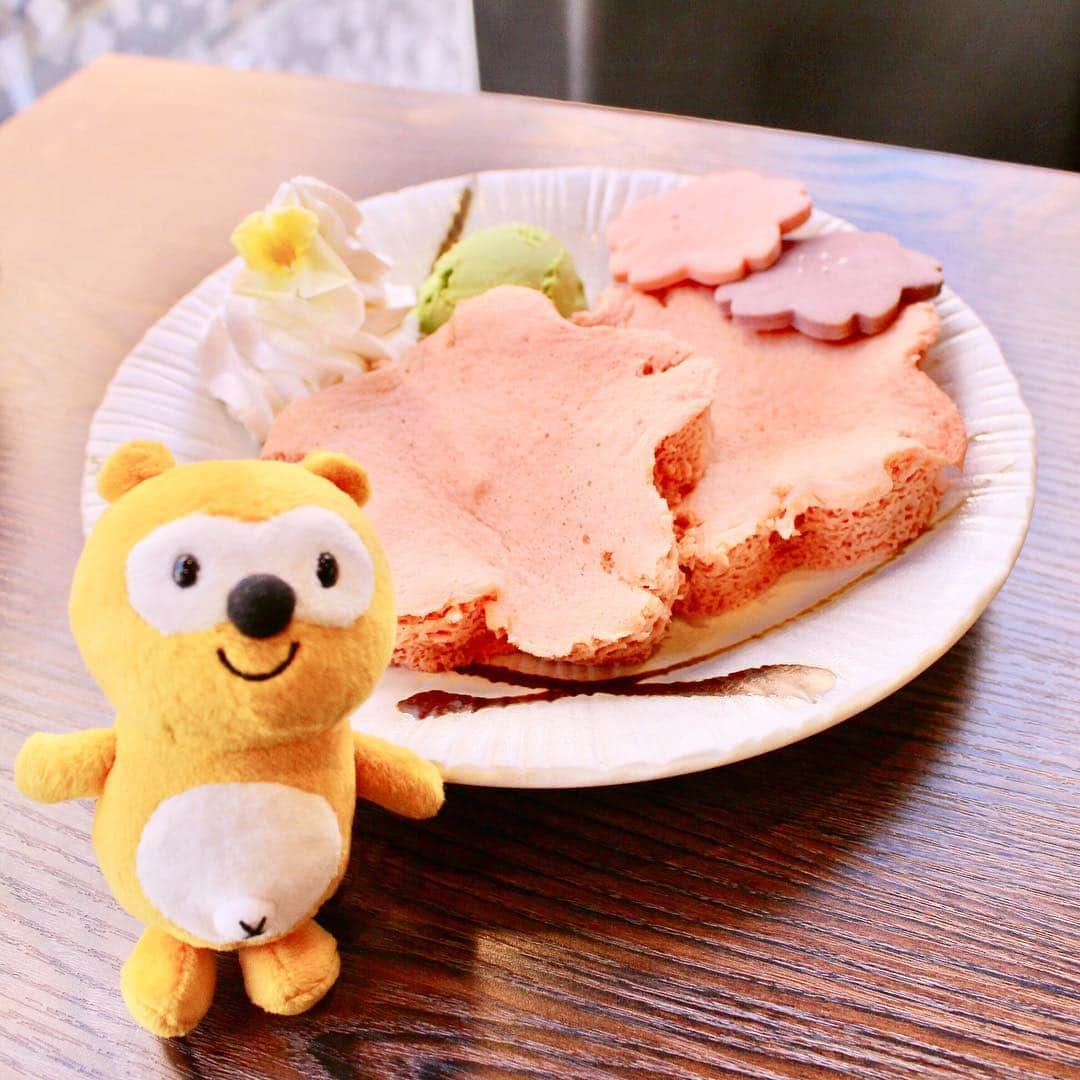 ポンタのインスタグラム：「. . だいぶ暖かくなってきたね😊♥! 外も明るくなってきて気持ちもハッピー⭐. . . 天気がいいから家族でお出かけしたよ🚙✨! 桜のパンケーキ、とってもかわいいよね💓. . .  春ってなんだかワクワクするなぁ🎈🌸. みんなはどの季節が一番好き？？ ぼくは、うーん…(選べない！！😂) . . . 今日も明るい気持ちで笑って過ごせますように🎶. . . . #ponta #ポンタ  #ポンスタグラマー #ポンタのポンスタグラマーへの道 #ポンスタグラム #撮りポン #パンケーキ #さくら#米粉スイーツ #米粉パンケーキ #グルテンフリー #チャンティックマニス #cantikmanis #和カフェ #カフェ巡り #横浜 #スイーツ男子 #ぬい撮り #ちょっこりさん #フォトジェニック #インスタ映え #写真好きな人と繋がりたい #パンケーキ好きと繋がりたい #パンケーキ部 #coffee #kawaii #instafood #foodstagram #yokohama」