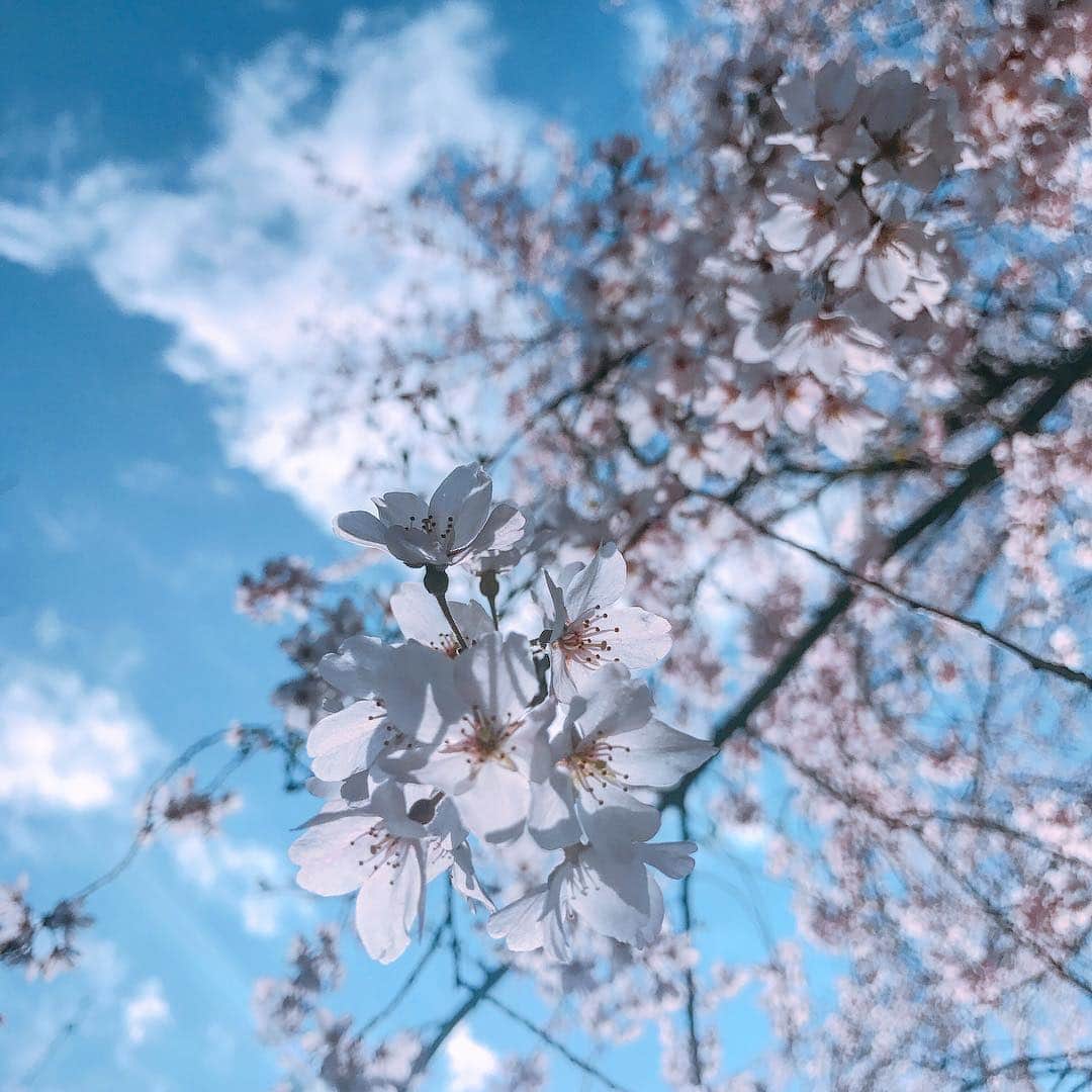 青柳尊哉さんのインスタグラム写真 - (青柳尊哉Instagram)「綺麗に桜が撮れました🌸 #桜」3月26日 11時58分 - takaya_aoyagi