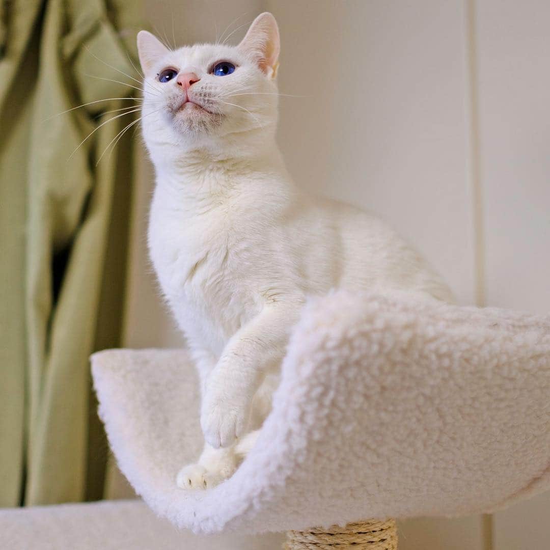プンクマさんのインスタグラム写真 - (プンクマInstagram)「コハルと過ごした10日間。 キャットタワーの上と下とで、猫パンチの応酬を繰り広げていたなぁ。^_^; #青い目の青彩 #金色のこはる #子猫 #猫 #ねこ #kitty #kitten #blueeyes #cat #neko #catsofinstagram #catstagram」3月26日 12時14分 - pnkm913