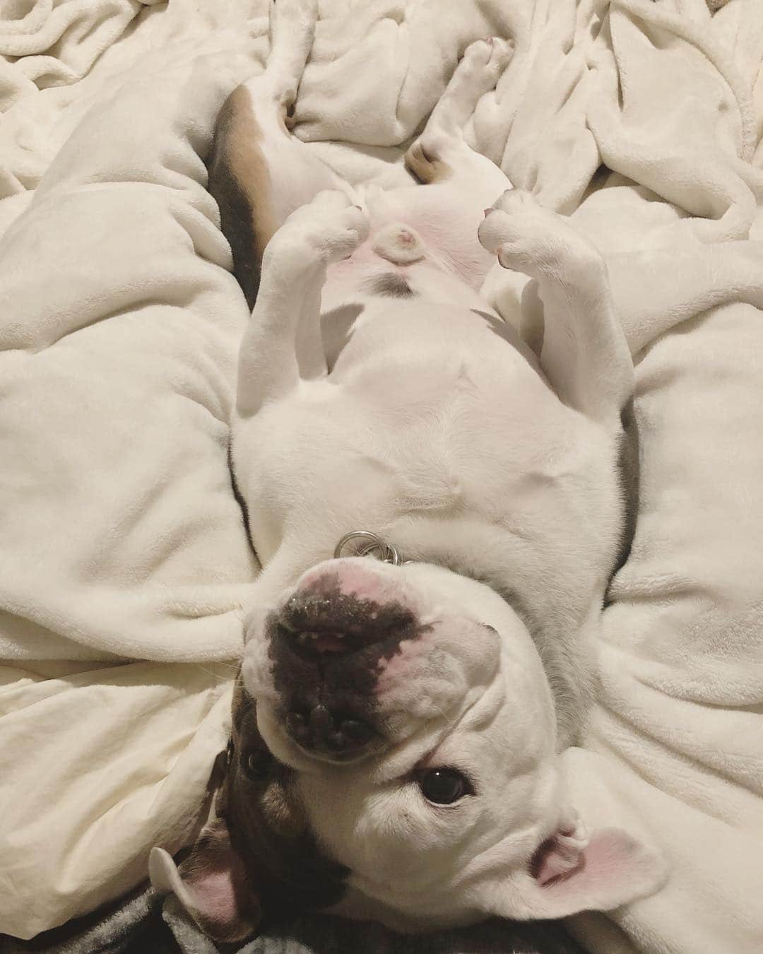 Bodhi & Butters & Bubbahさんのインスタグラム写真 - (Bodhi & Butters & BubbahInstagram)「Goodnight stars 🌟 goodnight air 🌬 goodnight noises everywhere 🥰 . . . . #bulldog #puppy #love #goodnight #moon #stars #sleep #snore #baby」3月26日 12時15分 - keonistuff
