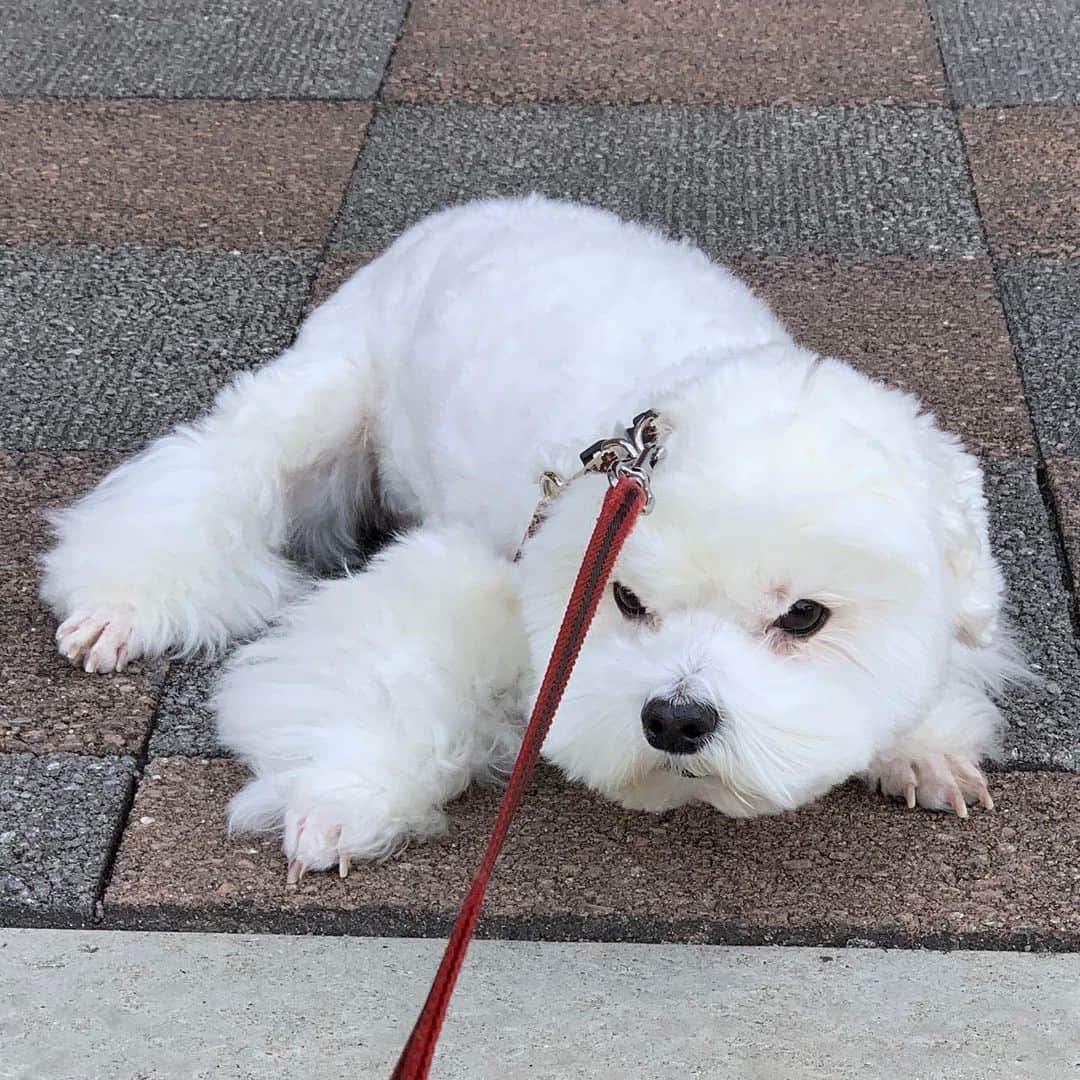セロリさんのインスタグラム写真 - (セロリInstagram)「【散歩無理】 相変わらずの散歩嫌いっぷり。 早く桜咲かないかなぁ。 奥さんと京都に行ってきました。 詳しくはブログにて。 #maltese #マルチーズ #京都 #malteseofinstagram #maltese101 #malteser #malteseofficial #maltesedog #dog #instadog #dogstagram #dogoftheday #doglovers #instapet #adorable #ilovemydog  #ペット #わんこ #ふわもこ部 #犬のいる暮らし #いぬら部  #いぬすたぐらむ」3月26日 12時17分 - celeryrabbit