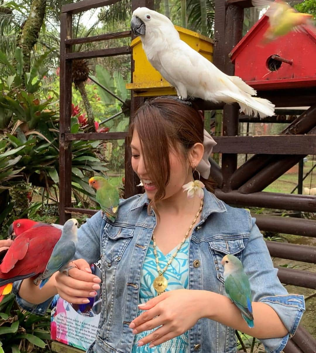 市原彩花さんのインスタグラム写真 - (市原彩花Instagram)「🦜鳥まみれ🤣🦜🦜 . ダバオのマラゴスガーデンにはチョコだけじゃく、バードショーや鳥と触れ合える施設も😆 こーんなにたくさんの鳥に囲まれて、頭にも乗られたのは初めて🤣❣️ キャーーーって感じだったけど、鳥可愛くてすごく面白かった😆💕 #もっと楽しいフィリピン#フィリピンファンセール#flytomorefun#cebtravelsquadjapan#フィリピン#philippines#ダバオ#davao#malagos#malagosgardenresort#鳥#bird#バードショー#インコ#オウム#モデル#model」3月26日 12時25分 - ayaka_ichihara