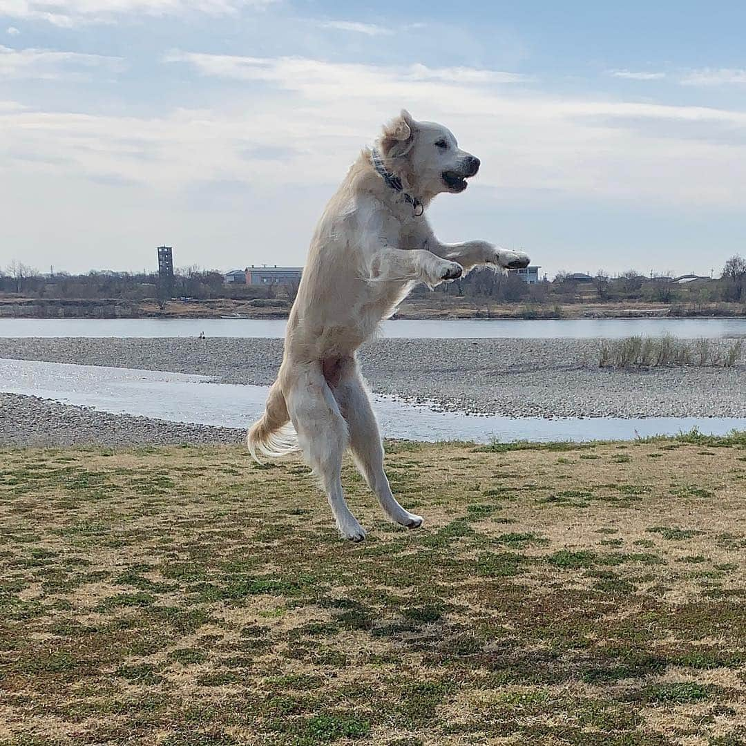 P太郎ママさんのインスタグラム写真 - (P太郎ママInstagram)「お天気ええねー。 春は、気分ウキウキ。 だだちゃんも、浮き浮き！ #ゴールデンレトリバー  #goldenretriever  #ゴールデン飛行隊  #ゴールデンジャンプ隊」3月26日 12時27分 - ptarodada