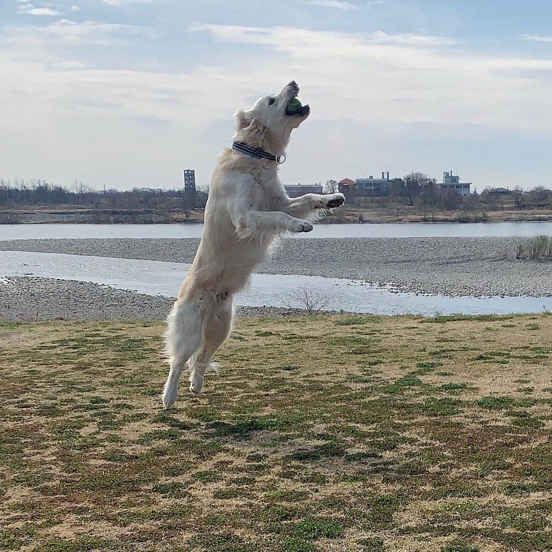 P太郎ママさんのインスタグラム写真 - (P太郎ママInstagram)「お天気ええねー。 春は、気分ウキウキ。 だだちゃんも、浮き浮き！ #ゴールデンレトリバー  #goldenretriever  #ゴールデン飛行隊  #ゴールデンジャンプ隊」3月26日 12時27分 - ptarodada