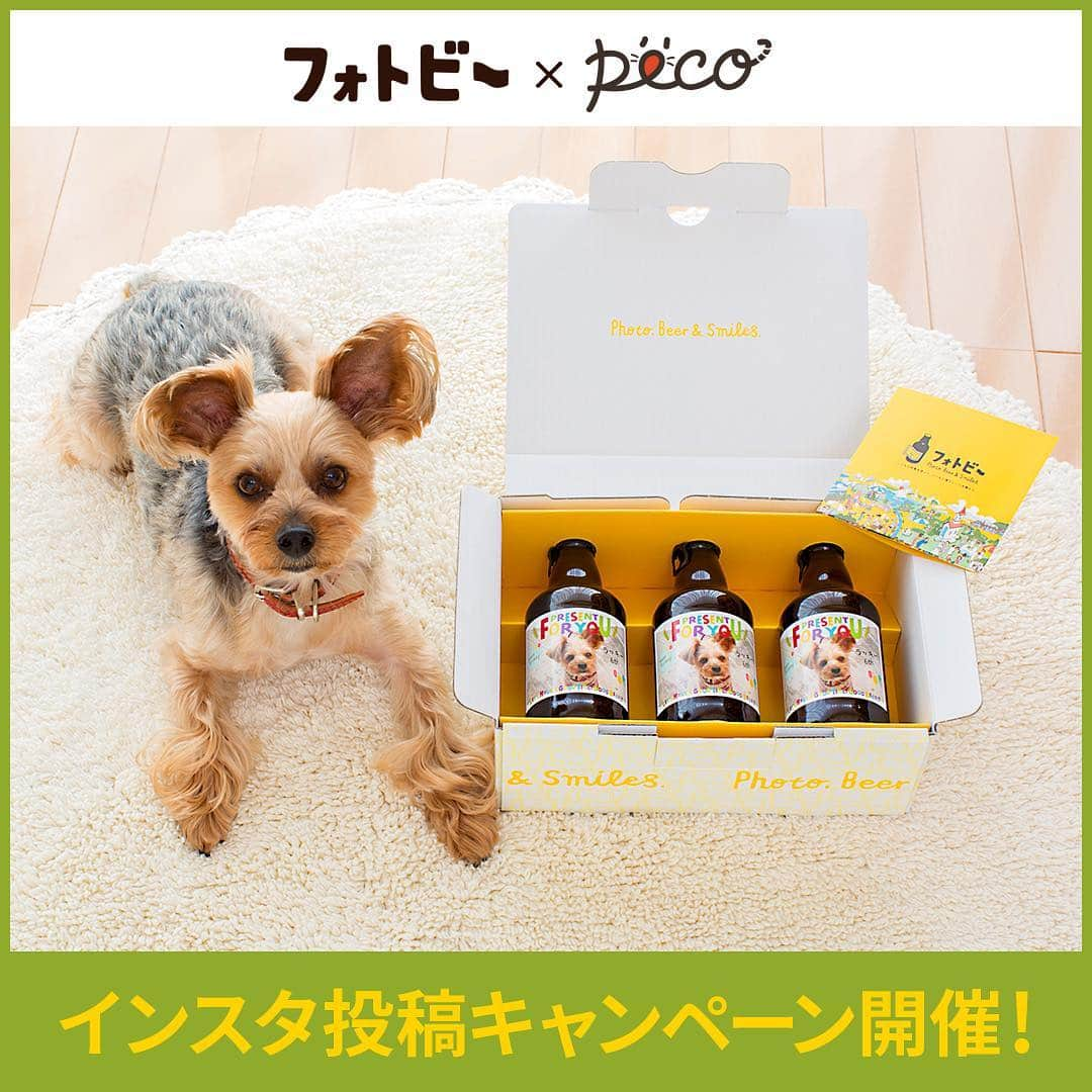 PECO いぬ部のインスタグラム