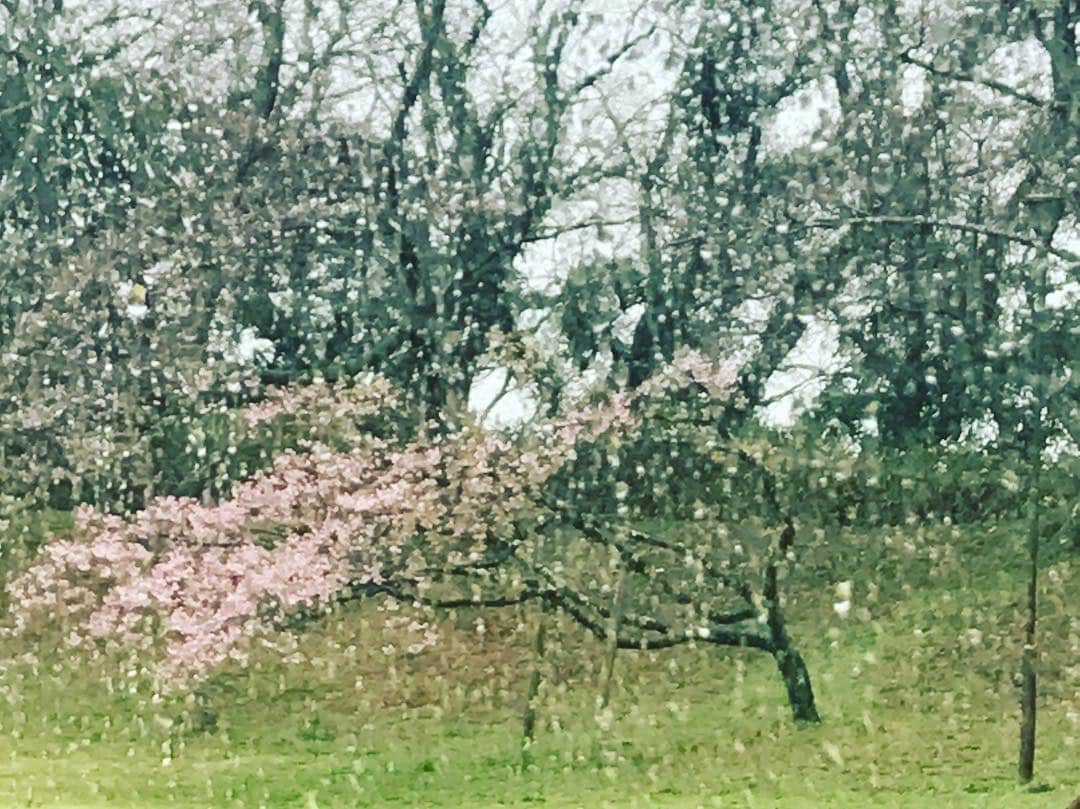 にしおかすみこさんのインスタグラム写真 - (にしおかすみこInstagram)「あら。雨の桜もいい感じ。 それでも外に出て撮ろうとはしない。 #車内#まったり中#出不精」3月26日 12時35分 - nishioka_sumiko