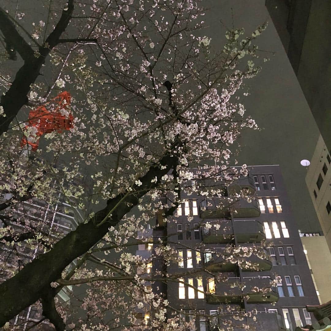 國分優香里さんのインスタグラム写真 - (國分優香里Instagram)「✩ 東京・南青山のIKIBA in commune2ndにて、2019年3月22日(金)から31日(日)まで開催中の「サクラチルバー(SAKURA CHILL BAR) by 佐賀」に事務所後輩のちえぞうと行って来ましたー❗️ ✩ 大好きな、日本酒&苺🍶🍓✨ ✩ 少し早いインドア花見、満喫して来ました🤤💕 ✩ 勿論❗️ 目玉の桜プールも入ってきましたよ🌸🌊 ✩ ちえぞうと2人、桜に埋まって撮ってもらったのですが… あまりにインスタ映えしてなさ過ぎたので却下⚡️（笑） ✩ ちえぞうが、桜の下には死体が埋まっている…と言い出し、うまい❗️と笑いました💀💨 ✩ 帰りは近くに咲いていたリアル桜を見ました🌸 まだ少ししか咲いていなかったけれど、夜桜もとても綺麗でした💗🌃 ✩ ✩ もう春ですね😁 皆様も引き続き、素敵な春をお過ごし下さいませ〜🎶 ✩ ✩ ✩ #サクラチルバー #佐賀 #日本酒 #いちごさん #桜プール #インスタ映え難しい #完全に死体 #パンツの中にも桜 #隠し撮りされた #桜 #夜桜」3月26日 12時43分 - kokubun_yukari