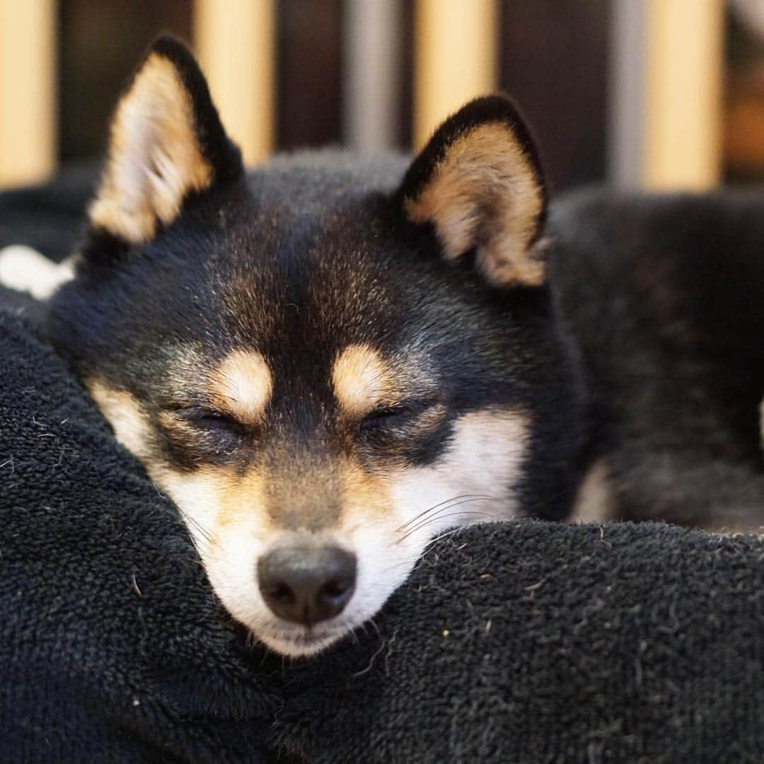 黒豆柴こむぎさんのインスタグラム写真 - (黒豆柴こむぎInstagram)「春って、眠いよね💤2019.3.26  #ネムネム #ネムネムモード #黒豆柴こむぎ #黒豆柴 #豆柴 #黒柴 #黑柴 #柴犬 #柴 #まめしば #しばいぬ #しば #mameshiba #kuroshiba #shibainu #shiba #shibalove #shibalovers #shibastagram #shiba_snap #shibasofinstagram #west_dog_japan #ふわもこ部 #pecoいぬ部 #いぬら部 #proudshibas #thedailyshibainu #ここ柴部 #いぬのきもち #todayswanko」3月26日 12時57分 - komugi_1207