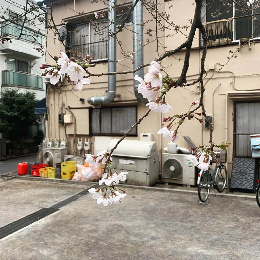 野村良平さんのインスタグラム写真 - (野村良平Instagram)「満開だぁ  #桜 #sakura #CherryBlossoms #一分咲き」3月26日 13時09分 - nomura_ryohei