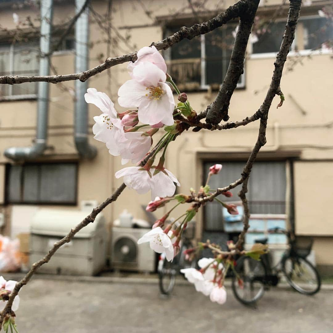 野村良平さんのインスタグラム写真 - (野村良平Instagram)「満開だぁ  #桜 #sakura #CherryBlossoms #一分咲き」3月26日 13時09分 - nomura_ryohei