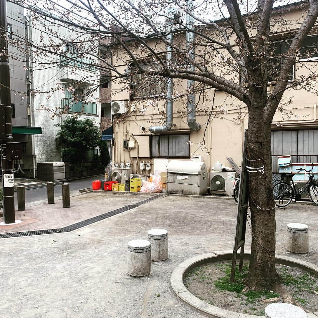 野村良平さんのインスタグラム写真 - (野村良平Instagram)「満開だぁ  #桜 #sakura #CherryBlossoms #一分咲き」3月26日 13時09分 - nomura_ryohei