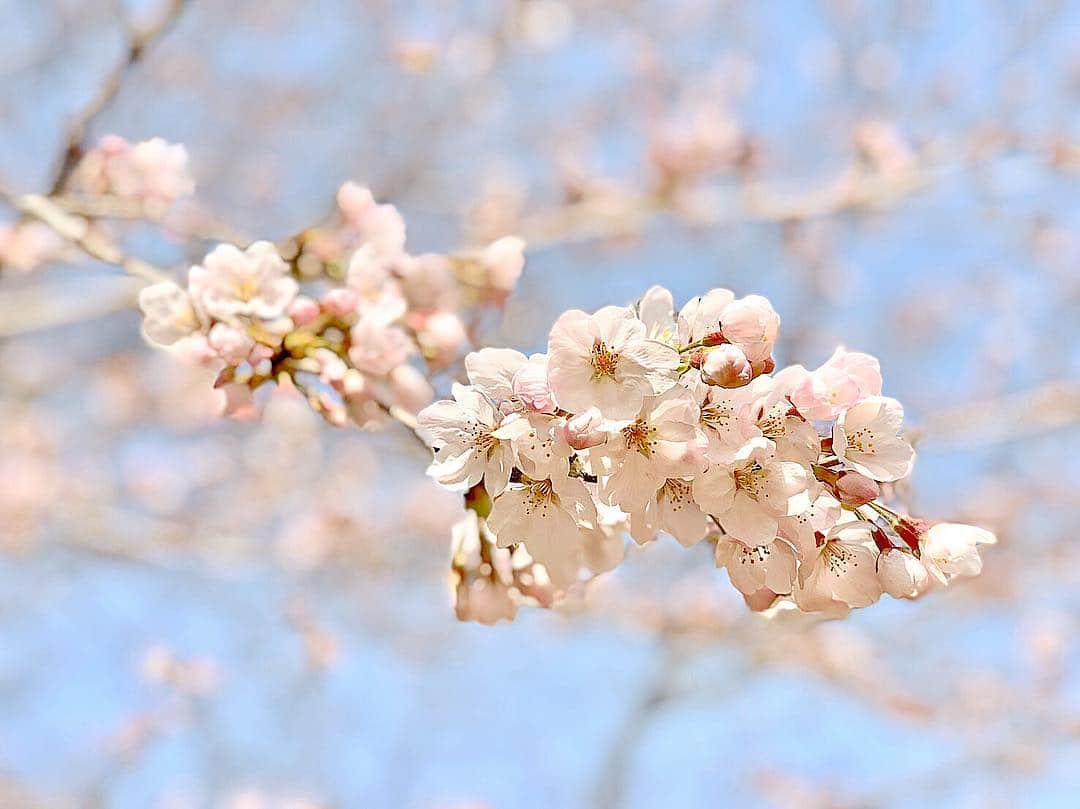 天木じゅんさんのインスタグラム写真 - (天木じゅんInstagram)「. . りささんファミリーと お花見🌸🌸🌸💗💗 . . 焼きチョコ🍌バナナ カニグラタン🦀 お寿司🍣 りささんのお重🍱 お肉🥩 シャインマスカット🍇 肉まん☁️☁️ タルト🥧 いちご🍓大福 いっぱいいっぱい食べた❤️ . . りささんや和田さんの周りに集まる人たちは みんな、すっばらしい人たちばかりで 本当にリスペクト。 ここにくるといつも 居心地のいい自分に戻れる。 まるでおばあちゃんちに👵きた気分 ありったけの幸せを補充しました/// 感謝です。 . . #お花見 #和田家 #和田正人 さん #吉木りさ さん #天木じゅん  #1mmでもいいなと思ったらいいね  #花見」3月26日 13時31分 - jun.amaki