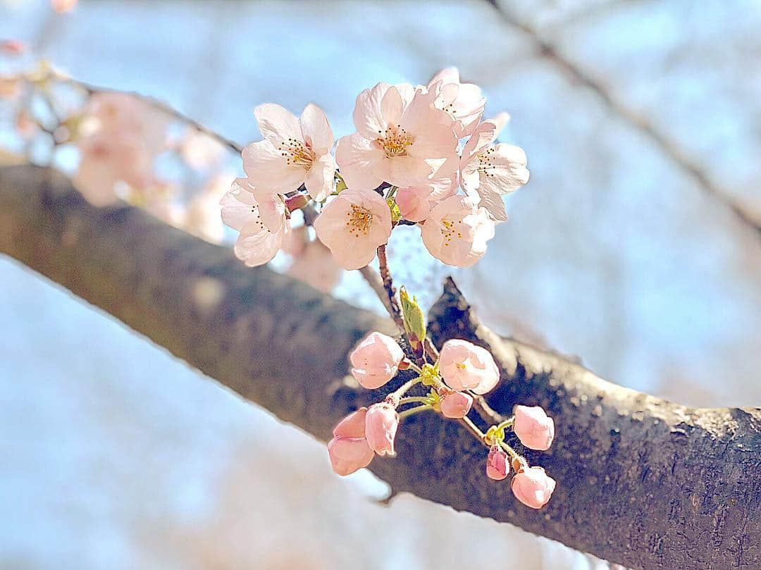 天木じゅんさんのインスタグラム写真 - (天木じゅんInstagram)「. . りささんファミリーと お花見🌸🌸🌸💗💗 . . 焼きチョコ🍌バナナ カニグラタン🦀 お寿司🍣 りささんのお重🍱 お肉🥩 シャインマスカット🍇 肉まん☁️☁️ タルト🥧 いちご🍓大福 いっぱいいっぱい食べた❤️ . . りささんや和田さんの周りに集まる人たちは みんな、すっばらしい人たちばかりで 本当にリスペクト。 ここにくるといつも 居心地のいい自分に戻れる。 まるでおばあちゃんちに👵きた気分 ありったけの幸せを補充しました/// 感謝です。 . . #お花見 #和田家 #和田正人 さん #吉木りさ さん #天木じゅん  #1mmでもいいなと思ったらいいね  #花見」3月26日 13時31分 - jun.amaki