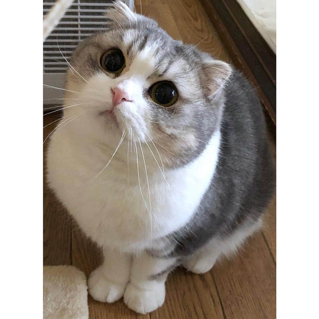 *eri*さんのインスタグラム写真 - (*eri*Instagram)「こんばんは｡･*･:♪ ヒモに夢中ですにゃん😸💓 2019.3.26 #猫 #ねこ #スコティッシュフォールド #ネコ #ねこ部 #にゃんこ #スコティッシュ#ニャンコ#ペット#スコ#猫部#cat #Scottishfold」3月26日 19時41分 - eriten8