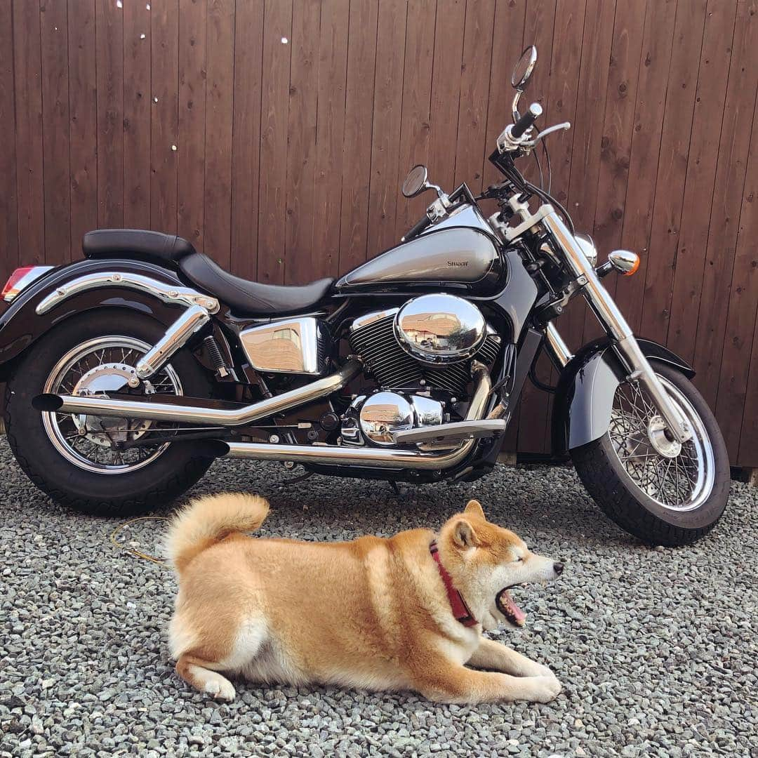 柴犬 たろさんのインスタグラム写真 - (柴犬 たろInstagram)「🐻 早く元気になって🏍バイクが乗れるよーに🐖💕なりますよーに𓃬 2枚目は待ち受けに使っていいよ (っ'-' )╮ =͟͟͞͞📱 3枚目は寝てるね｡ﾟ (ﾟ´🐽`ﾟ)ﾟ｡ 4枚目は、なんか間違ってるね 5枚目は、動画だね 🌸🏯 🌸🏯 #shibainu #japanesedog #柴犬」3月26日 19時45分 - tarochantarochan