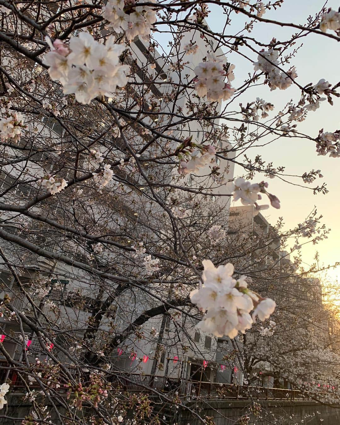 楓さんのインスタグラム写真 - (楓Instagram)「昼と夜の良さがあるよね🌸」3月26日 19時46分 - kaede_