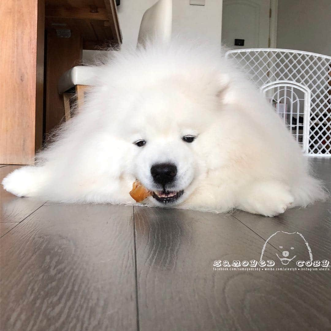 Alex Toさんのインスタグラム写真 - (Alex ToInstagram)「😋😋😋 #cute #dog #doglover #dogsofinstagram #dogoftheday #dogofthedayjp #dogstagram #fluffy #hkig #hongkong #ilovemydog #instadog #instagood #instamood #instagraphy #instapic #samoyedoninstagram #pet #petlovers #petsofinstagram #petstagram #photooftheday #puppy #pupsofinstagram #samoyed #samoyedsofinstagram #webstagram #犬 #サモエド」3月26日 14時41分 - alexto