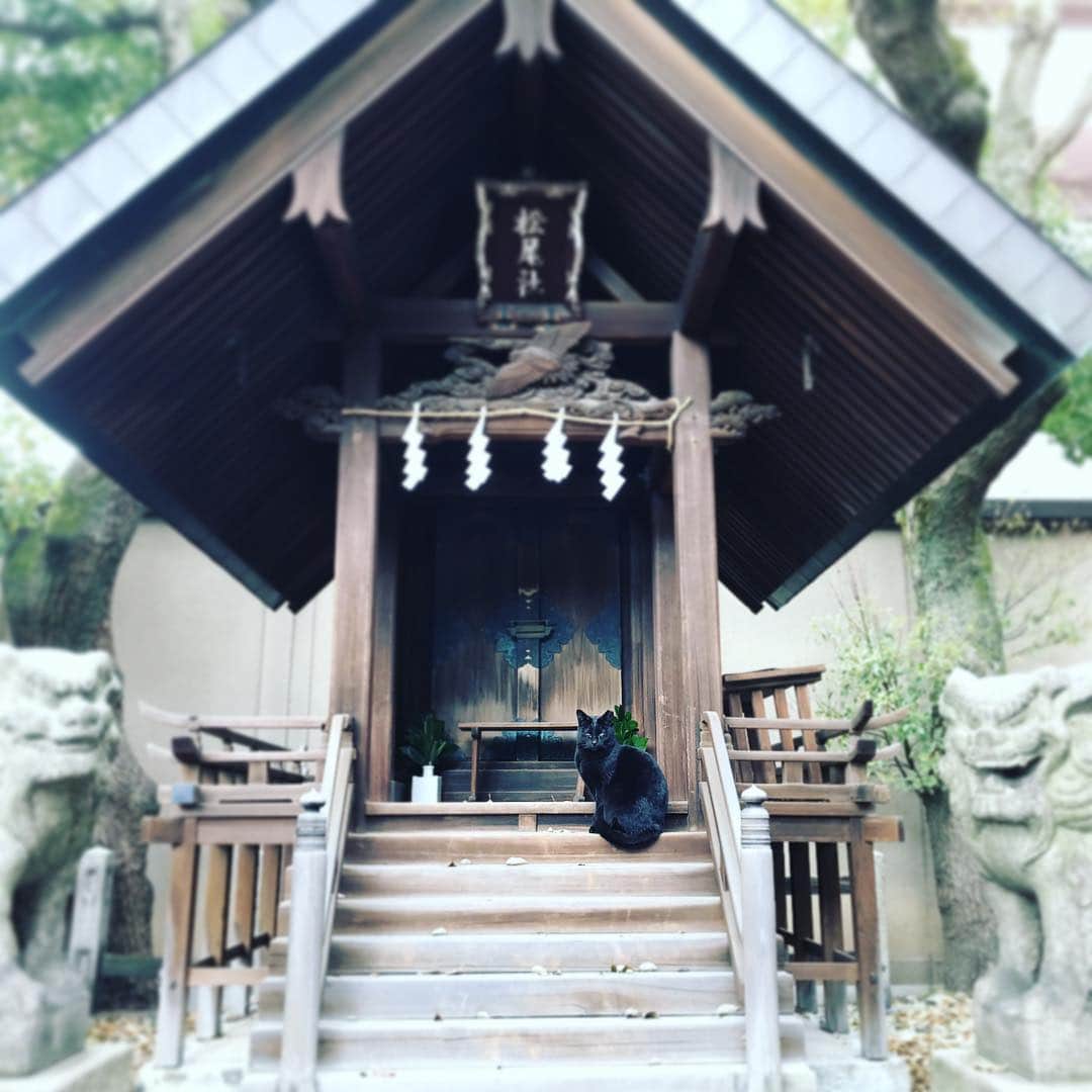 小嶋晶子のインスタグラム：「⛩🐈🐾 #cat #cats #blackcat #catstagram #neko #nekostagram ねこ #ねこ部 #ねこすたぐらむ #くろねこ #くろねこ部 #ネコ #ネコ部 #神社#神社猫」