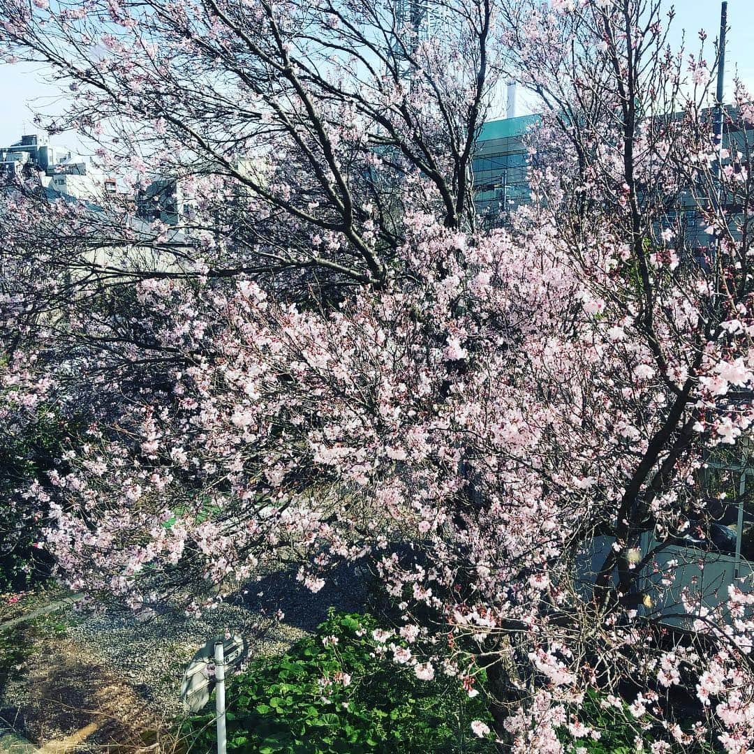 飯島茜さんのインスタグラム写真 - (飯島茜Instagram)「頭と体がクリアになればすんなり入ってきてスウィングも良し😊🤲 最近重たいクラブ振ってます！振らないとスピード落ちてきそうなので笑 桜も満開だ！！って言えようと言ったら意味わからないって言われました笑🌸🌸🌸🌸🌸🌸🌸🌸🌸🌸🌸」3月26日 14時54分 - akaneiijima711