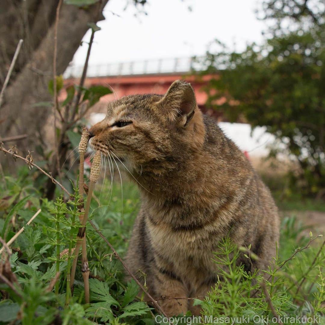 Masayukiさんのインスタグラム写真 - (MasayukiInstagram)「くんかくんか。  #cat #ねこ」3月26日 15時06分 - okirakuoki