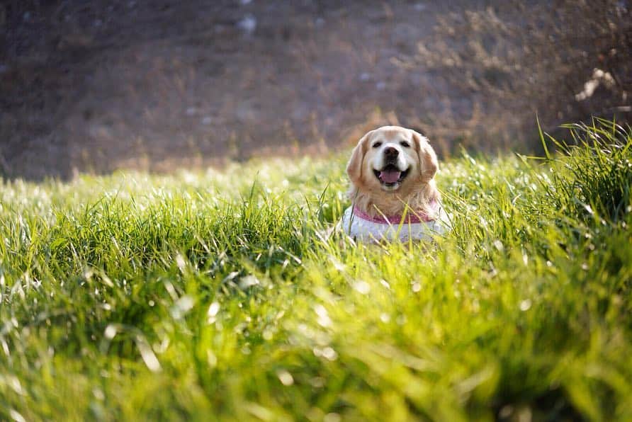 まゆみさんのインスタグラム写真 - (まゆみInstagram)「。 。 pokemon . 野生のポケモンがあらわれた✨ 。 ▶︎モンスターボール ▶︎マスターボール ▶︎スーパーボール 。 。 シュババババーッ 逃げてしまったようだ 。 。 。 #ポケモンのゲーム #わからなかったらごめんね😂 。 。 。 #ゴールデンレトリバー#goldenretriever#dog#犬#あーるん#golden#retriever#doglover#insta_dog#ぺんぺん子ちゃん#welovegoldens#Instagram#Instagramjapan#Instagramdogs#9gag#dogstagram#dogsofinstagram#dogs#doggy」3月26日 15時22分 - aarun_evolution