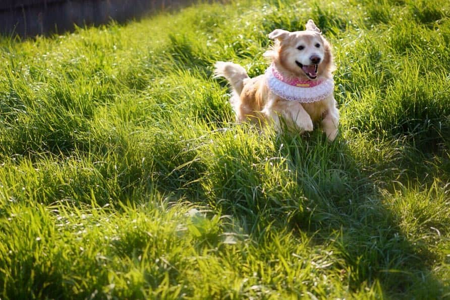 まゆみさんのインスタグラム写真 - (まゆみInstagram)「。 。 pokemon . 野生のポケモンがあらわれた✨ 。 ▶︎モンスターボール ▶︎マスターボール ▶︎スーパーボール 。 。 シュババババーッ 逃げてしまったようだ 。 。 。 #ポケモンのゲーム #わからなかったらごめんね😂 。 。 。 #ゴールデンレトリバー#goldenretriever#dog#犬#あーるん#golden#retriever#doglover#insta_dog#ぺんぺん子ちゃん#welovegoldens#Instagram#Instagramjapan#Instagramdogs#9gag#dogstagram#dogsofinstagram#dogs#doggy」3月26日 15時22分 - aarun_evolution