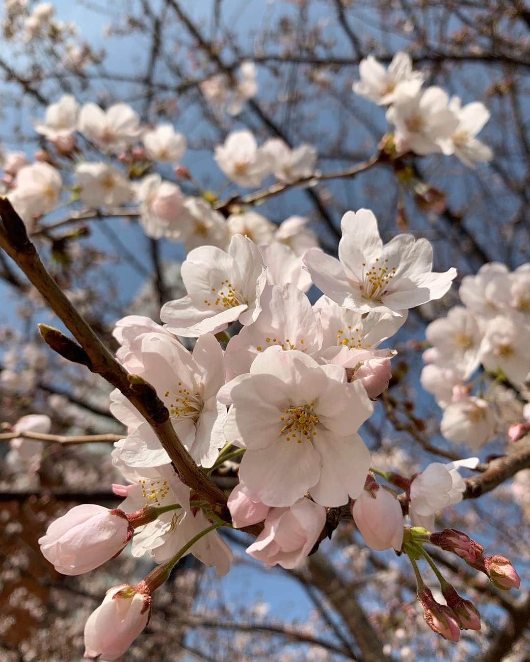 大山加奈さんのインスタグラム写真 - (大山加奈Instagram)「. . キレイ🌸🌸 . . #🌸」3月26日 15時43分 - kanaoyama0619