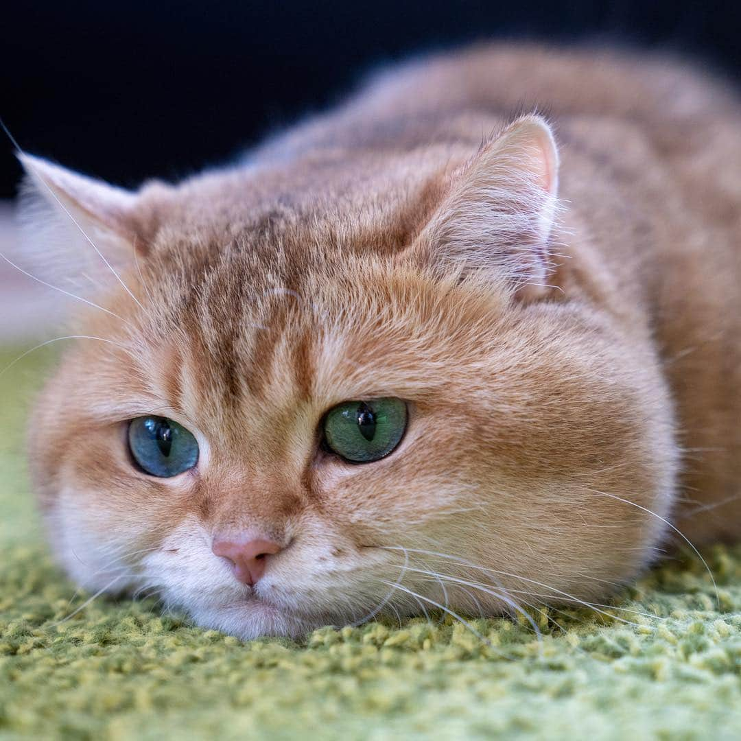 Hosicoさんのインスタグラム写真 - (HosicoInstagram)「I'm sorry. I got lost in thoughts 💭」3月26日 15時35分 - hosico_cat